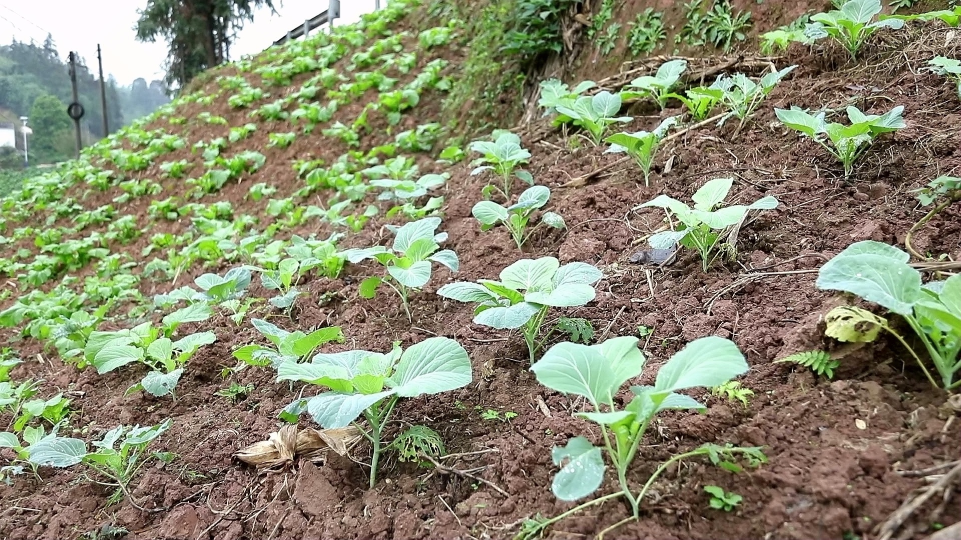 合江：喚醒“撂荒地”,，繪就鄉(xiāng)村振興美景 第 7 張