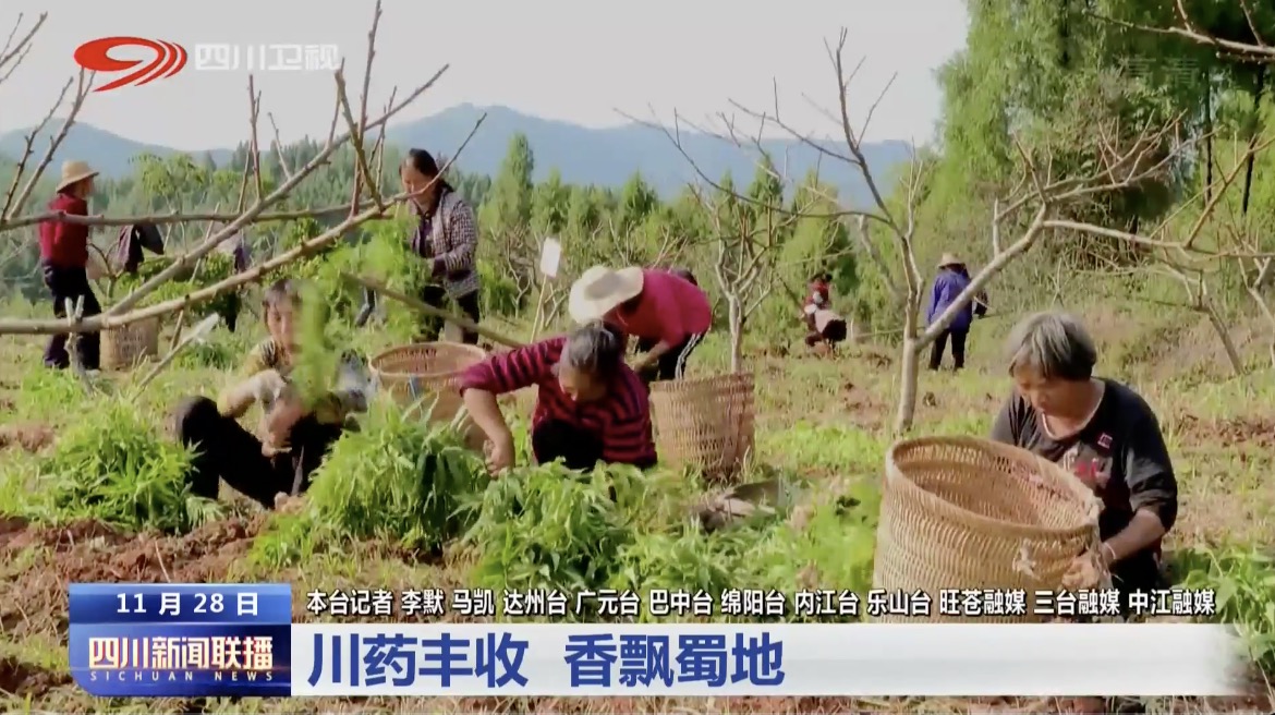 川藥豐收 香飄蜀地 第 2 張