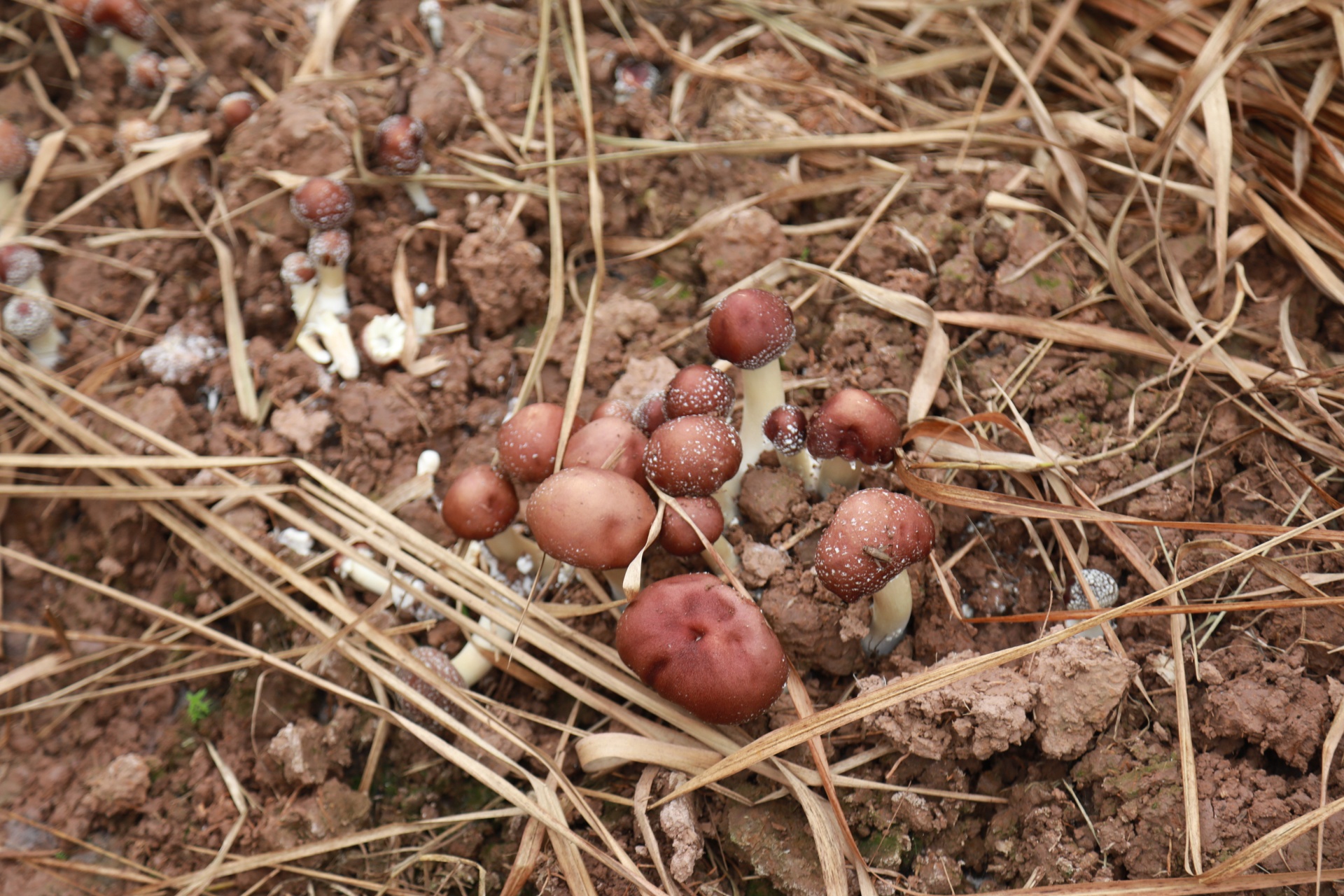 合江縣甘雨鎮(zhèn)：夫妻返鄉(xiāng)種蘑菇,，擴(kuò)寬村民致富路 第 3 張