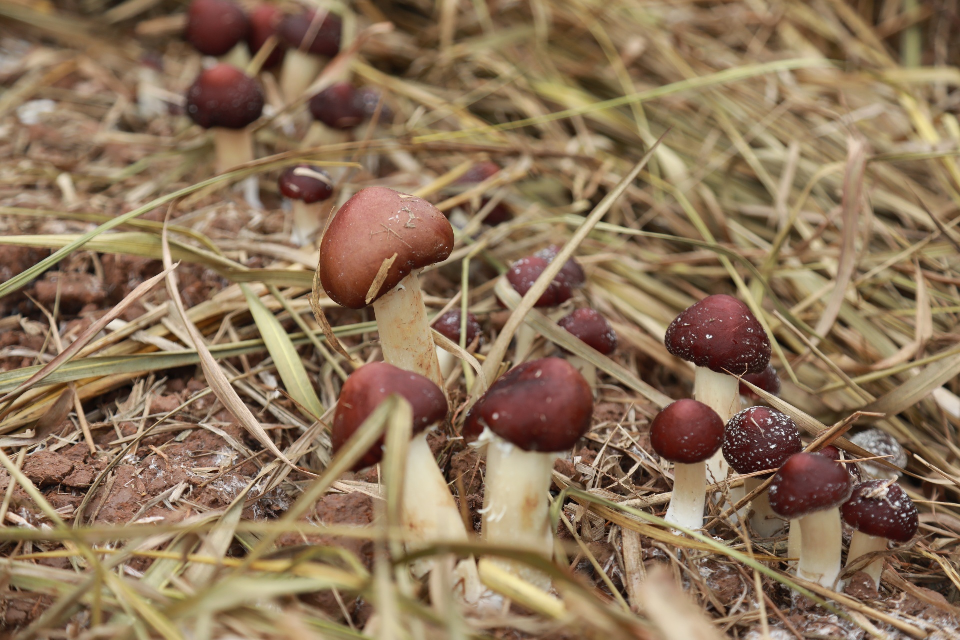 合江縣甘雨鎮(zhèn)：夫妻返鄉(xiāng)種蘑菇，擴(kuò)寬村民致富路 第 5 張