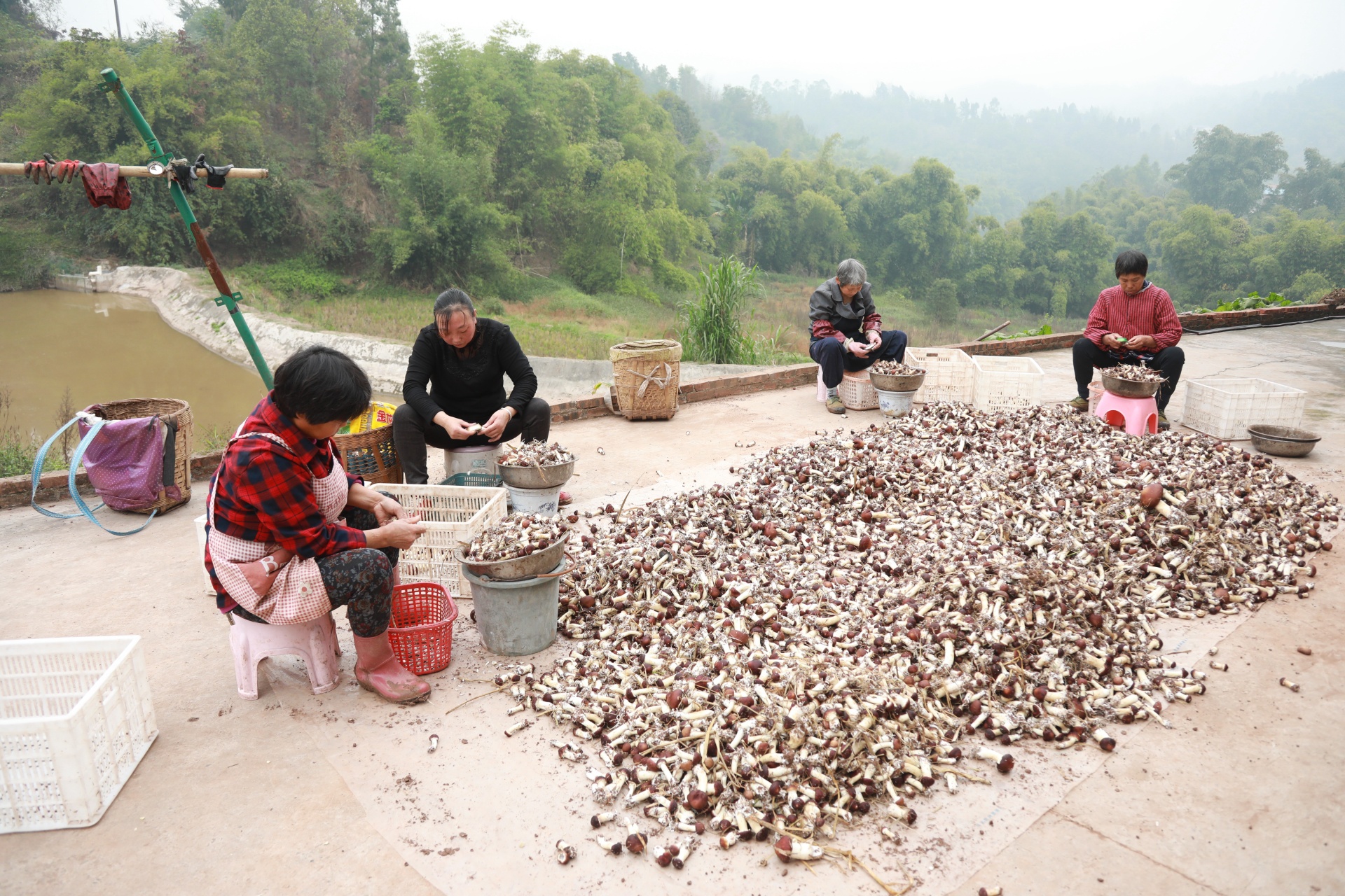 合江縣甘雨鎮(zhèn)：夫妻返鄉(xiāng)種蘑菇,，擴(kuò)寬村民致富路 第 7 張