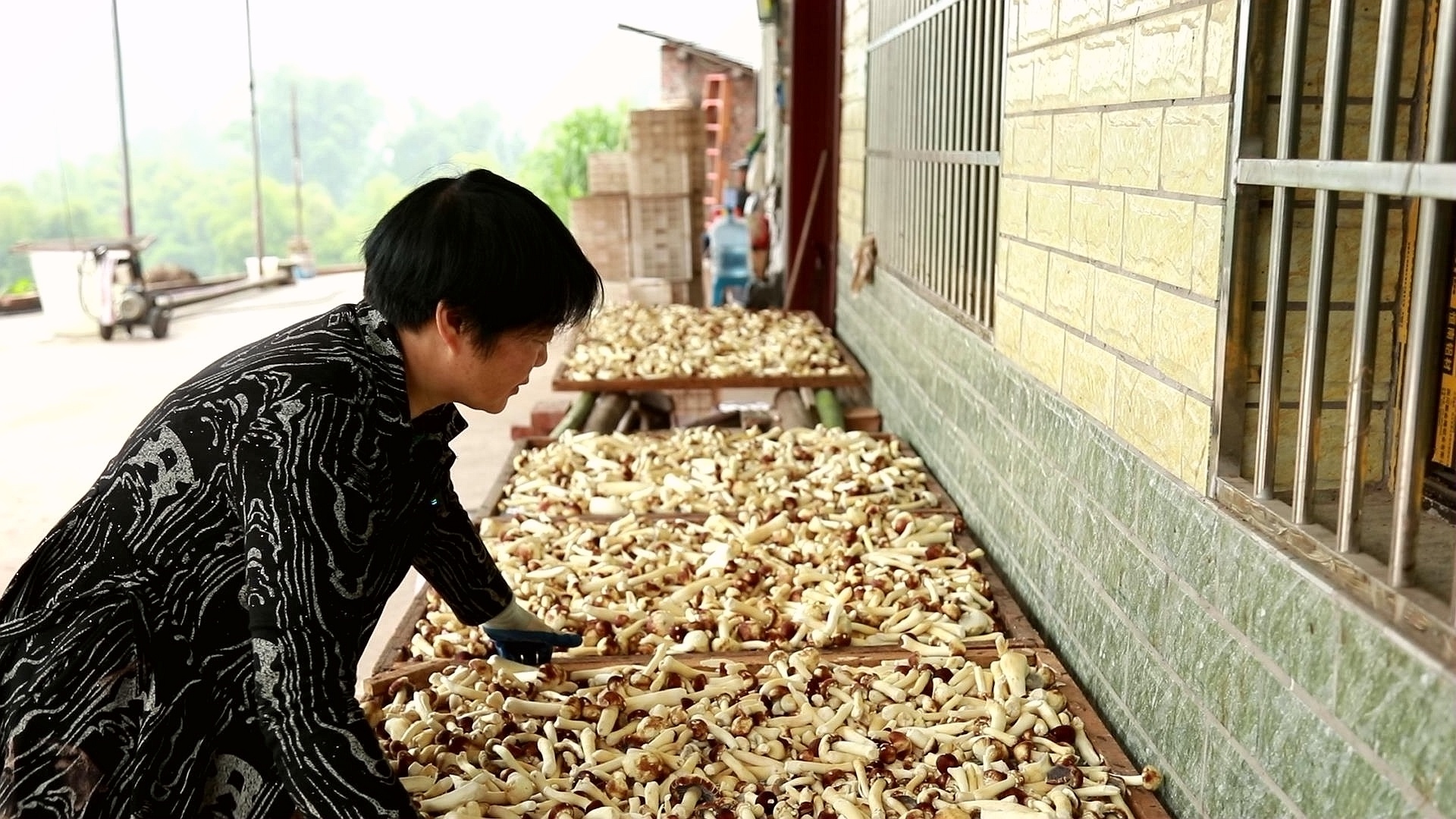 合江縣甘雨鎮(zhèn)：夫妻返鄉(xiāng)種蘑菇,，擴(kuò)寬村民致富路 第 8 張