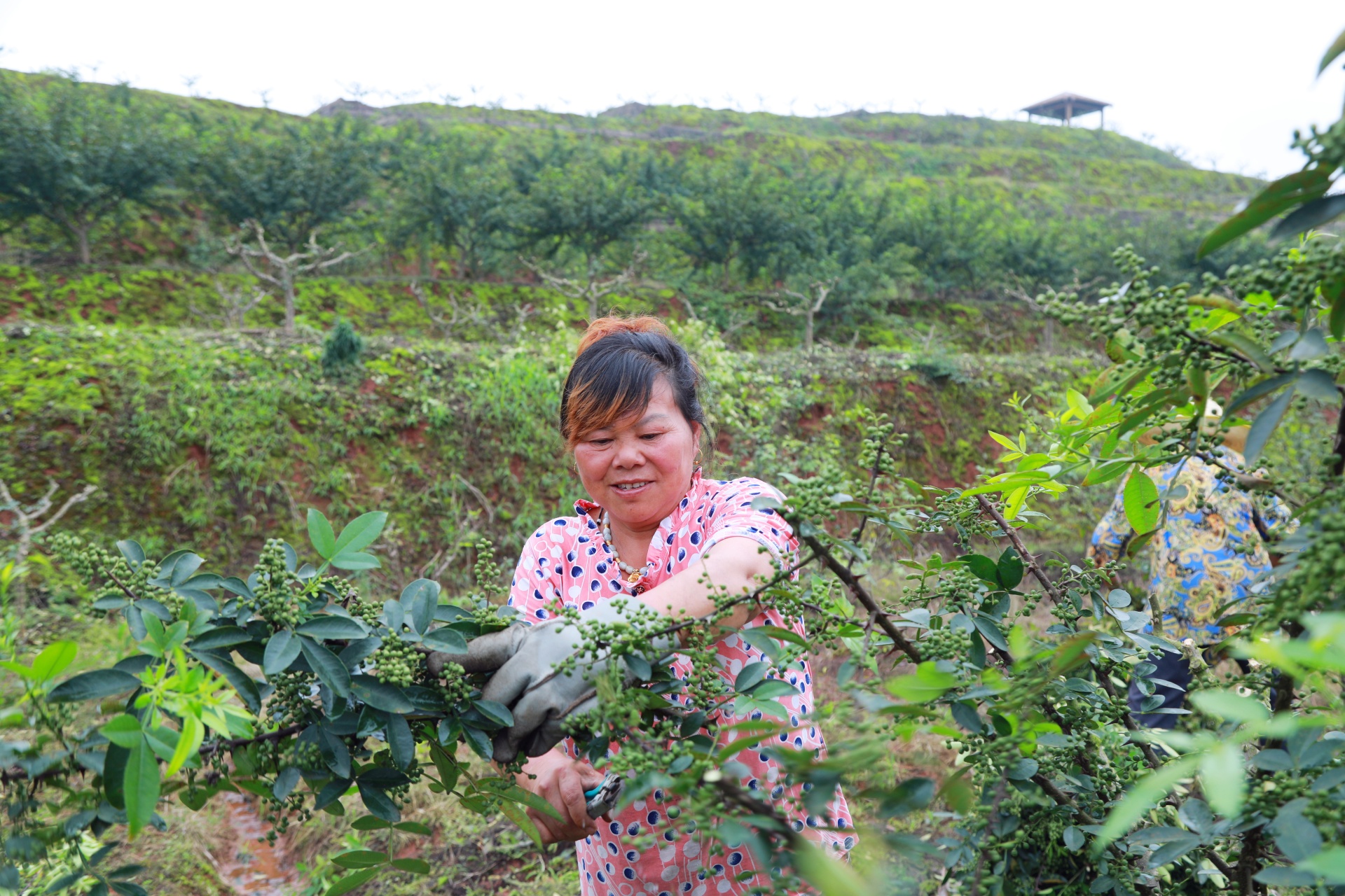 合江縣白沙鎮(zhèn)：萬畝花椒迎豐收，村民“麻”上致富 第 3 張