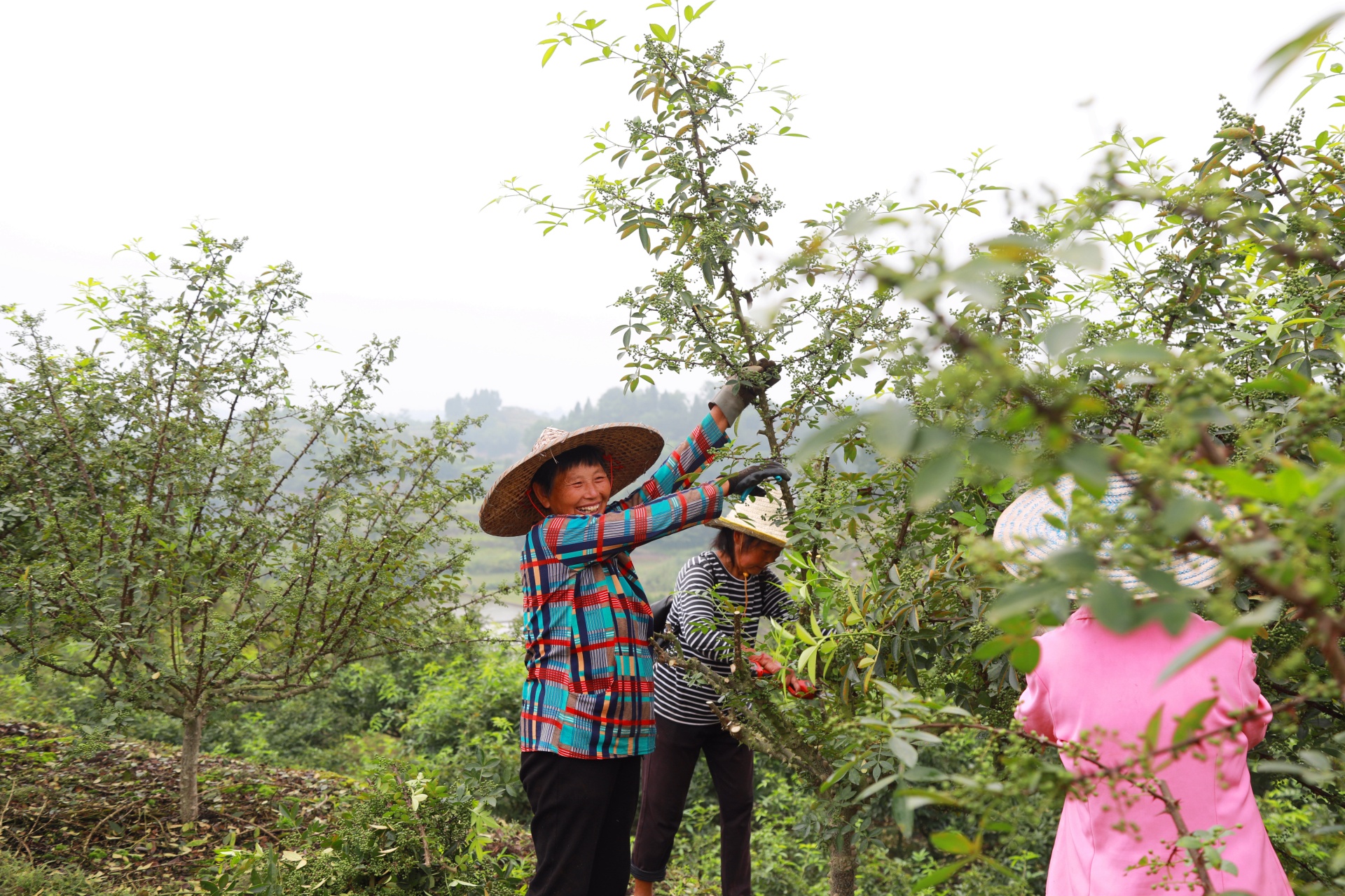 合江縣白沙鎮(zhèn)：萬畝花椒迎豐收,，村民“麻”上致富 第 4 張