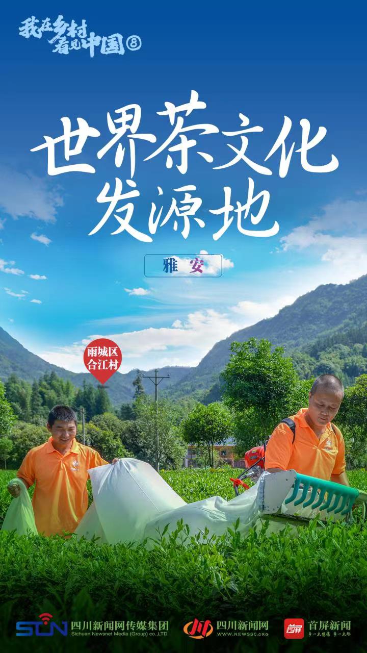 【我在鄉(xiāng)村看見中國(guó)⑧】從茶馬古道到數(shù)字茶園看雅茶振興 第 1 張
