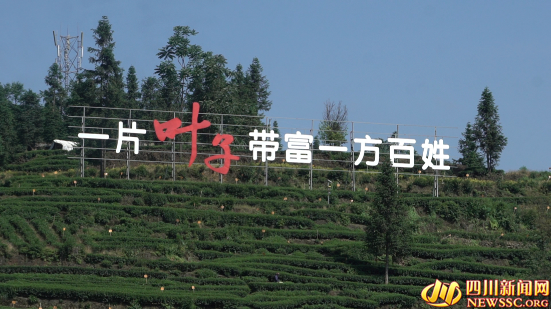 【我在鄉(xiāng)村看見中國(guó)⑧】從茶馬古道到數(shù)字茶園看雅茶振興 第 4 張
