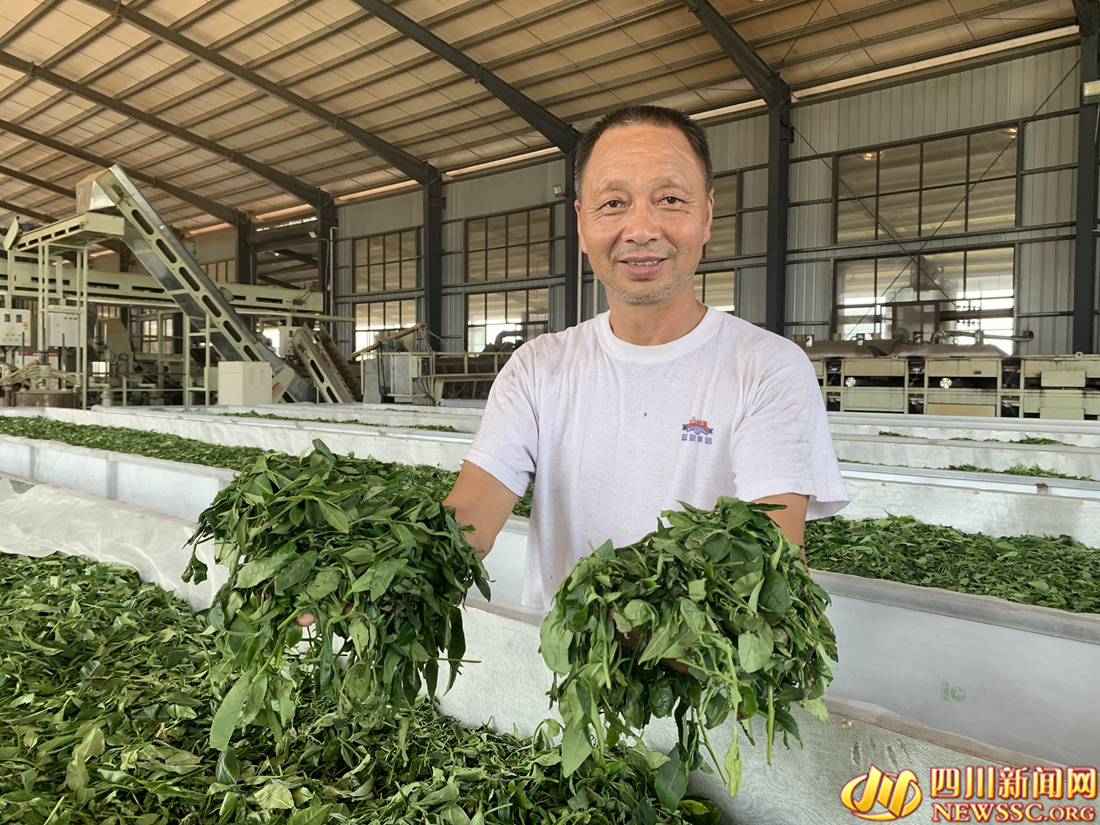 【我在鄉(xiāng)村看見中國(guó)⑧】從茶馬古道到數(shù)字茶園看雅茶振興 第 5 張