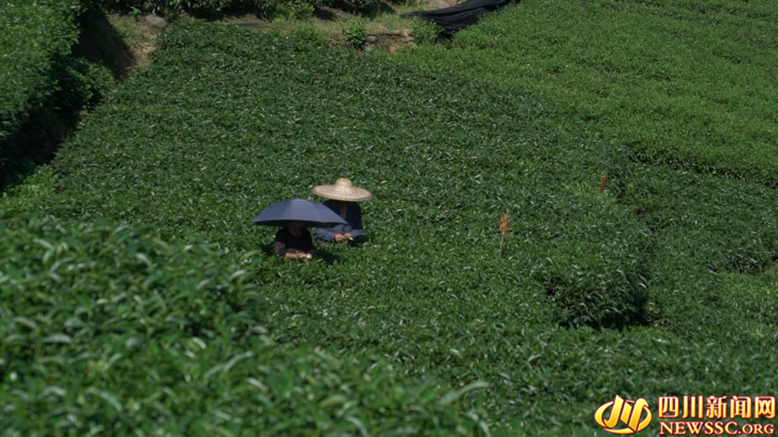【我在鄉(xiāng)村看見中國(guó)⑧】從茶馬古道到數(shù)字茶園看雅茶振興 第 6 張