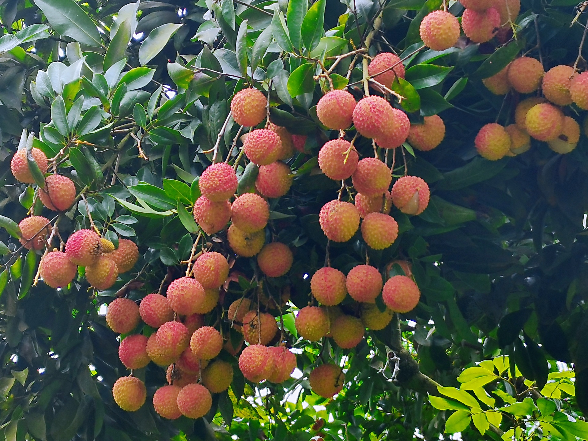 技術(shù)加持提升品質(zhì),，合江荔枝送檢硒含量達到0.055㎎/kg 第 3 張