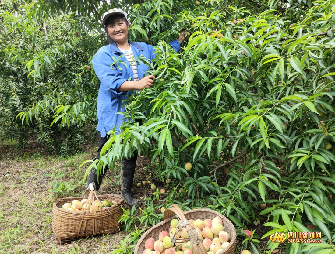 村民正在幫許評采摘桃子_副本_副本.jpg