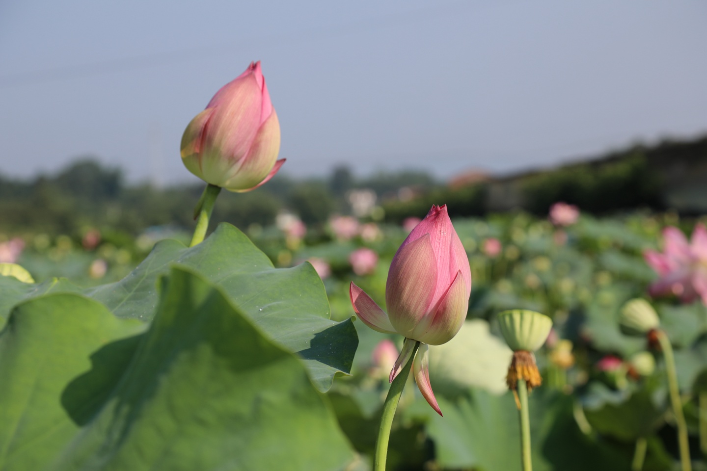 合江縣鳳鳴鎮(zhèn)：荷花開正艷,，游客打卡忙 第 11 張