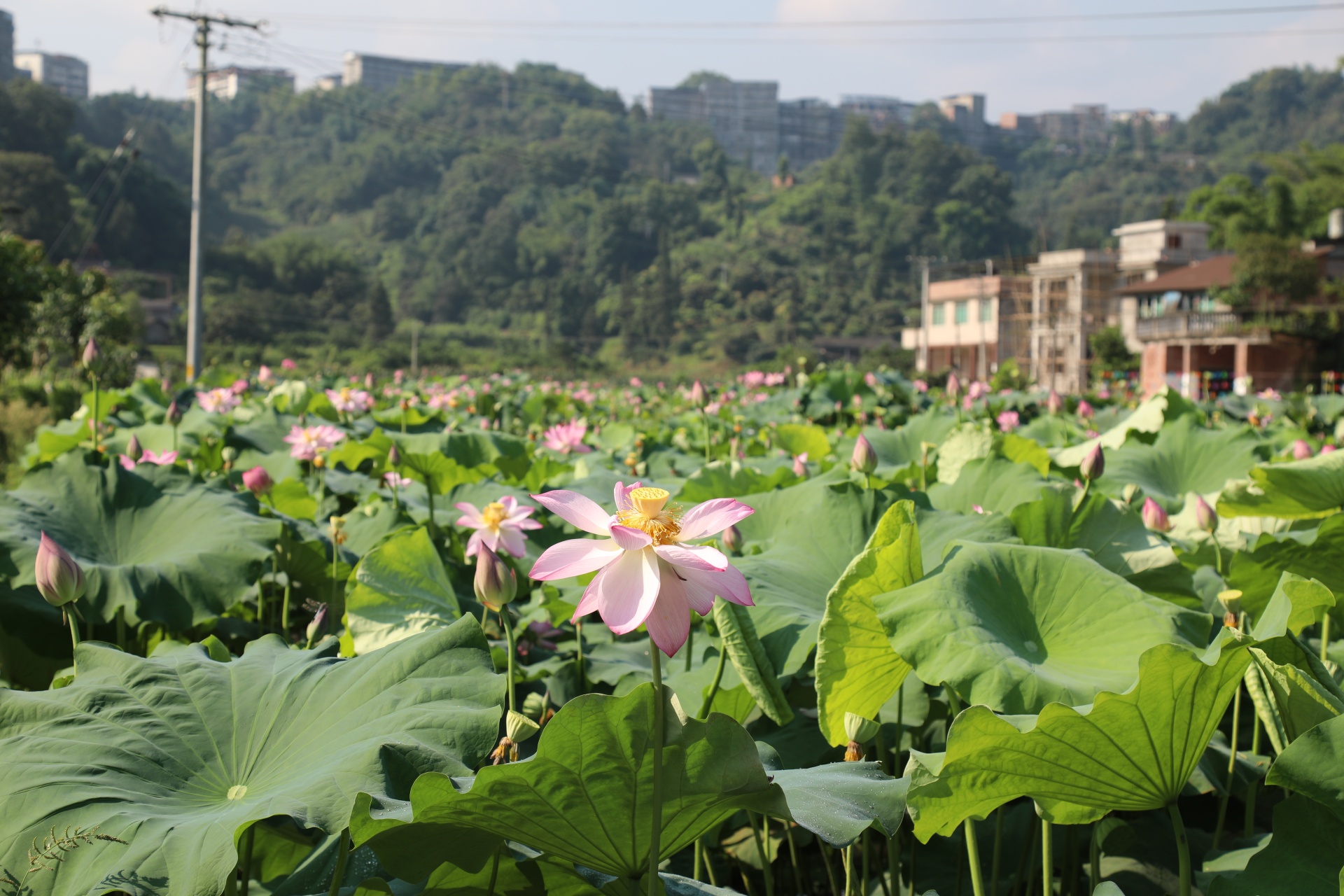 合江縣鳳鳴鎮(zhèn)：荷花開正艷，游客打卡忙 第 1 張