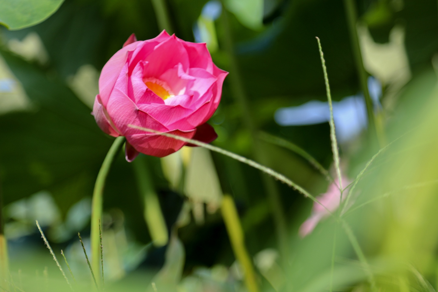 合江縣鳳鳴鎮(zhèn)：荷花開正艷，游客打卡忙 第 12 張