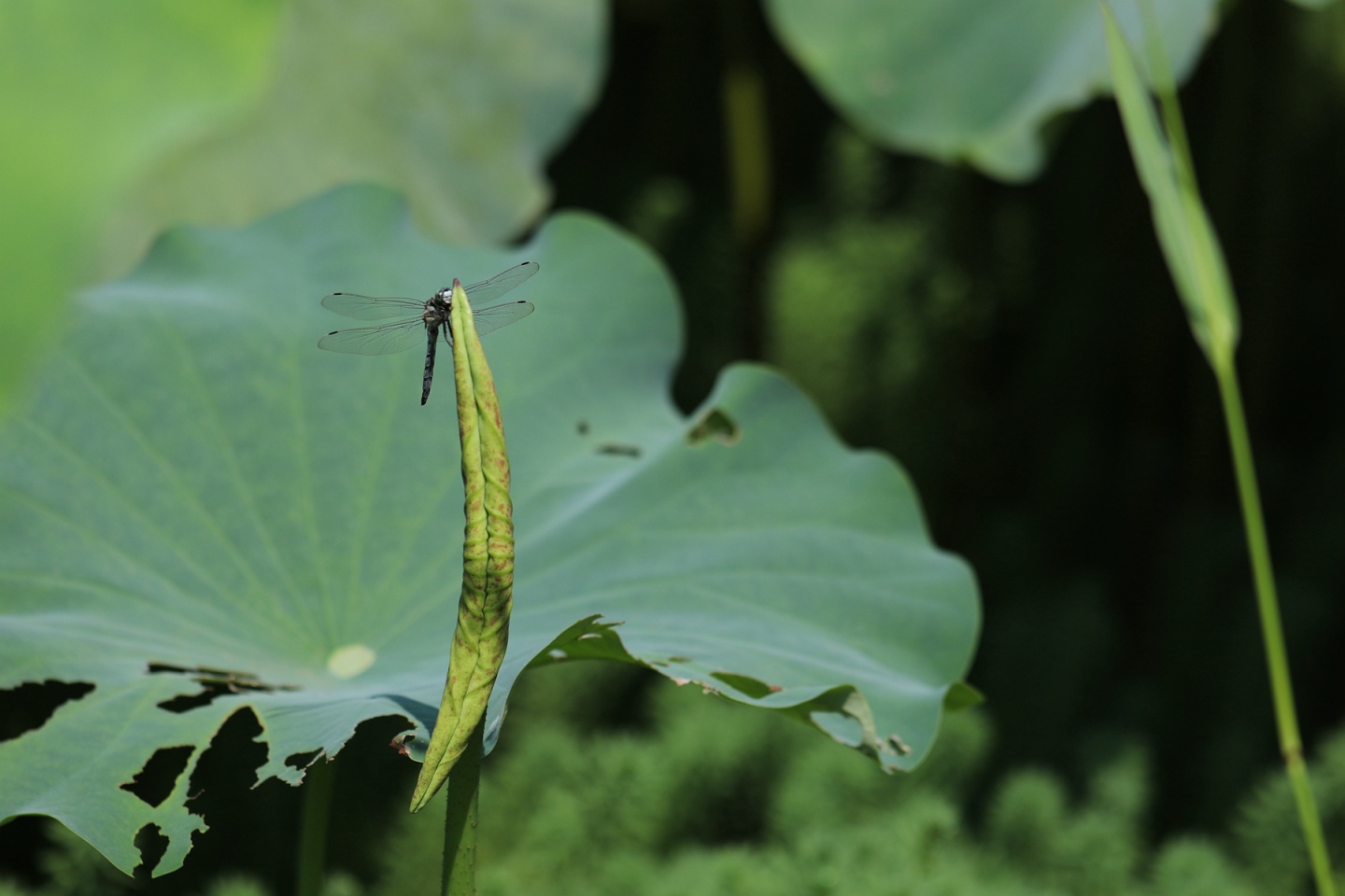 合江縣鳳鳴鎮(zhèn)：荷花開正艷，游客打卡忙 第 15 張