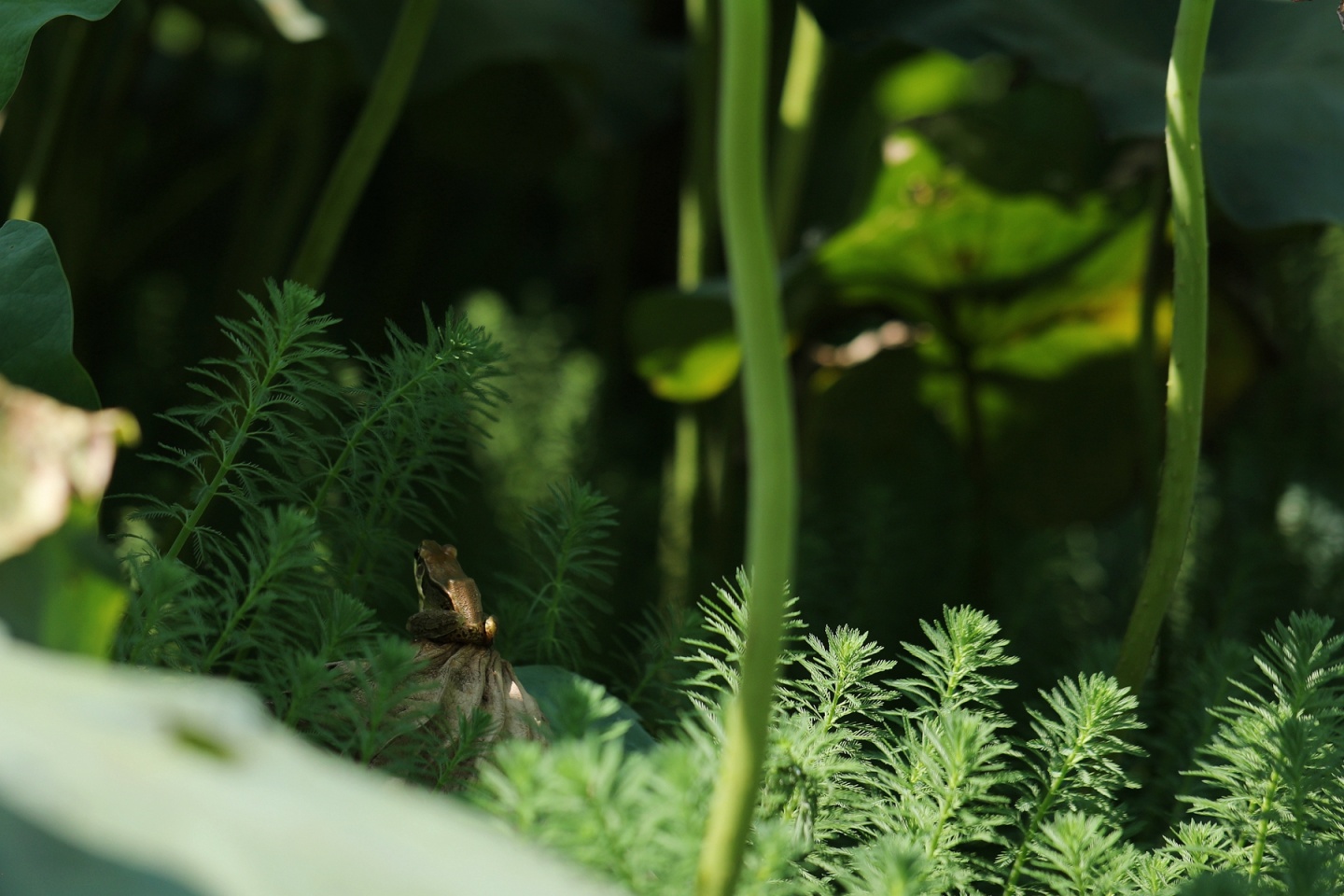 合江縣鳳鳴鎮(zhèn)：荷花開正艷,，游客打卡忙 第 17 張