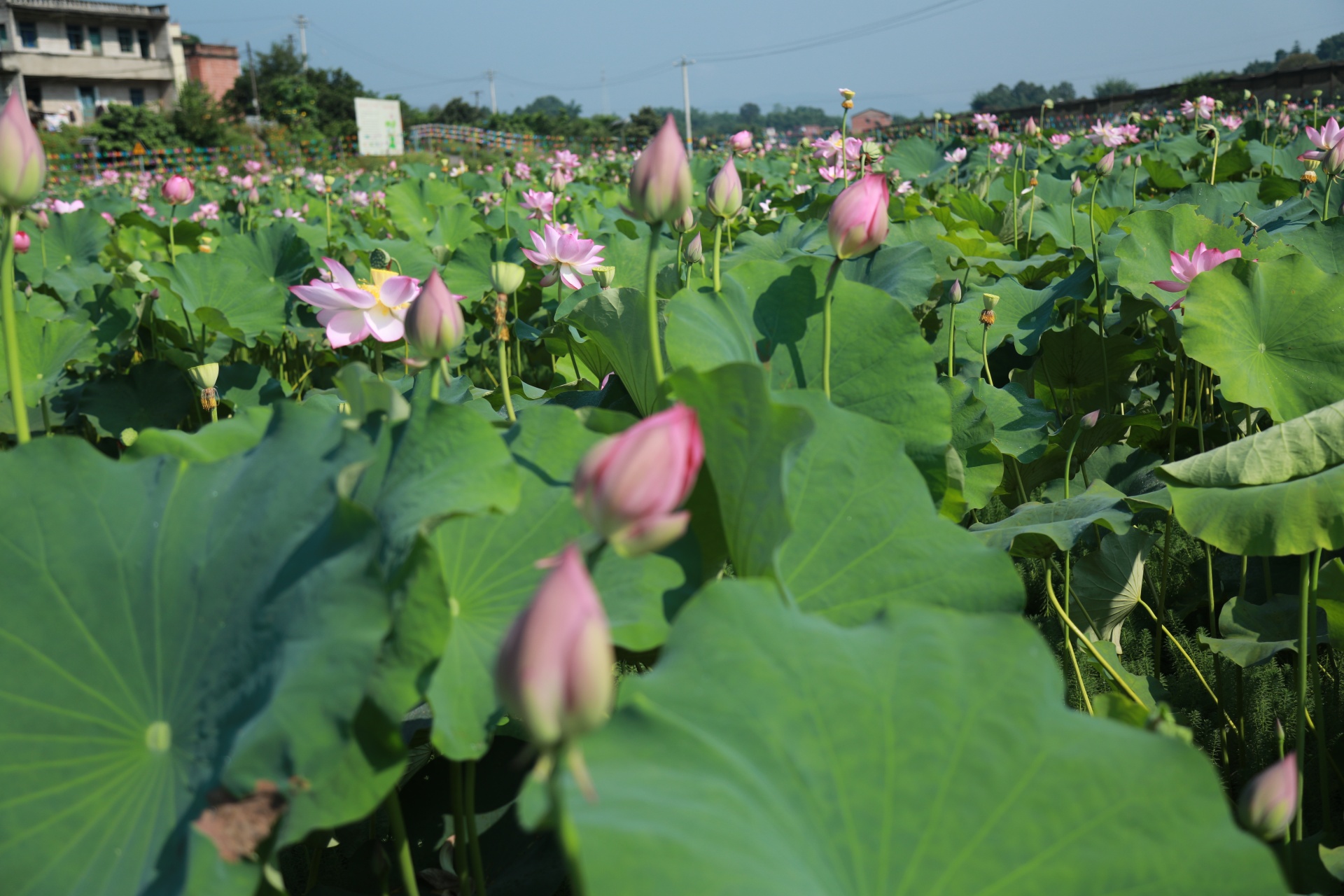 合江縣鳳鳴鎮(zhèn)：荷花開正艷,，游客打卡忙 第 2 張