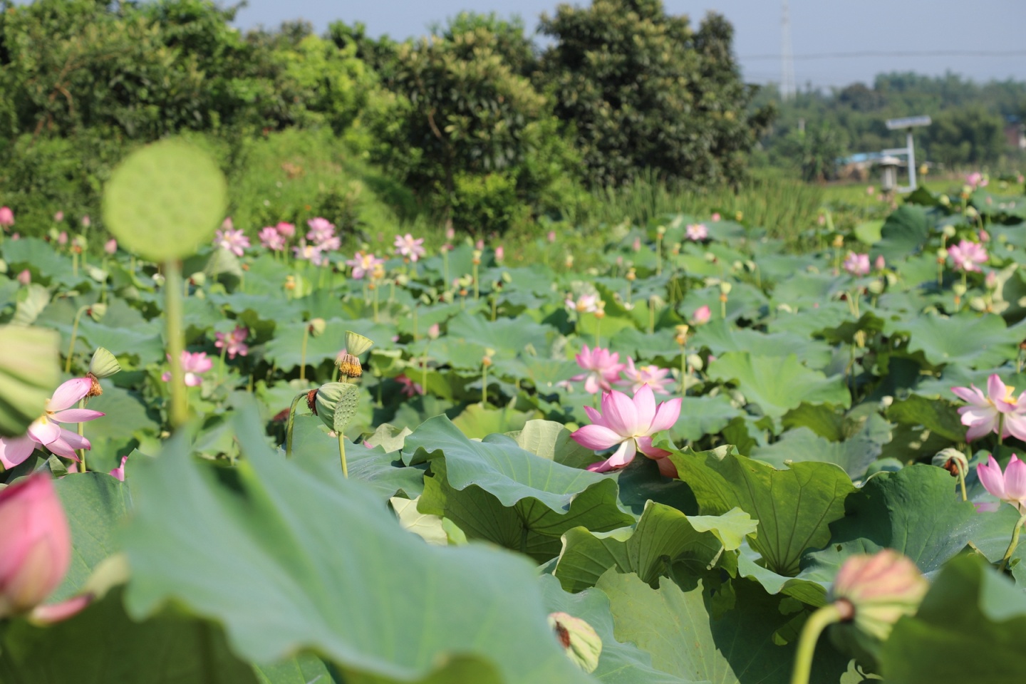 合江縣鳳鳴鎮(zhèn)：荷花開正艷,，游客打卡忙 第 3 張