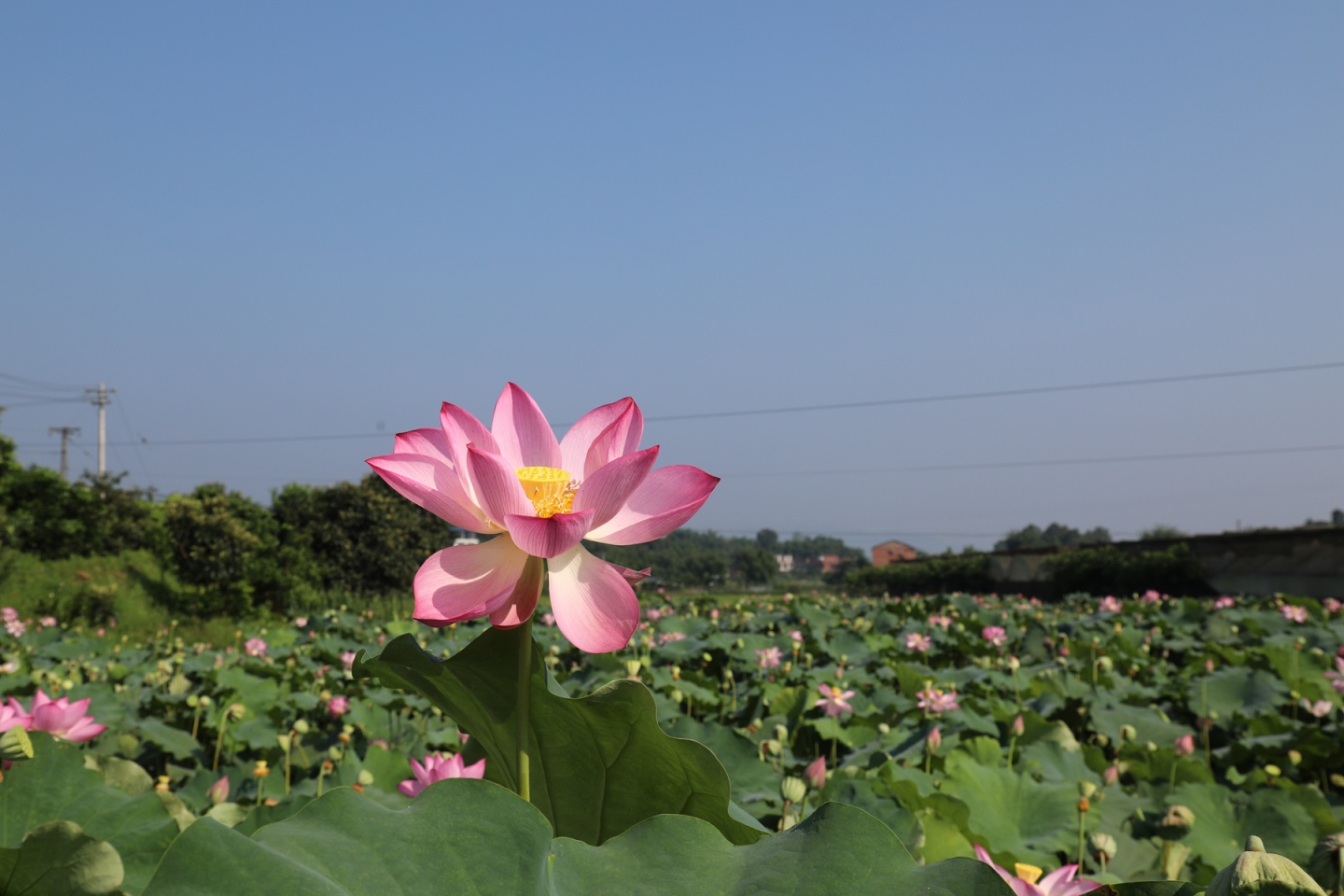 合江縣鳳鳴鎮(zhèn)：荷花開正艷,，游客打卡忙 第 4 張