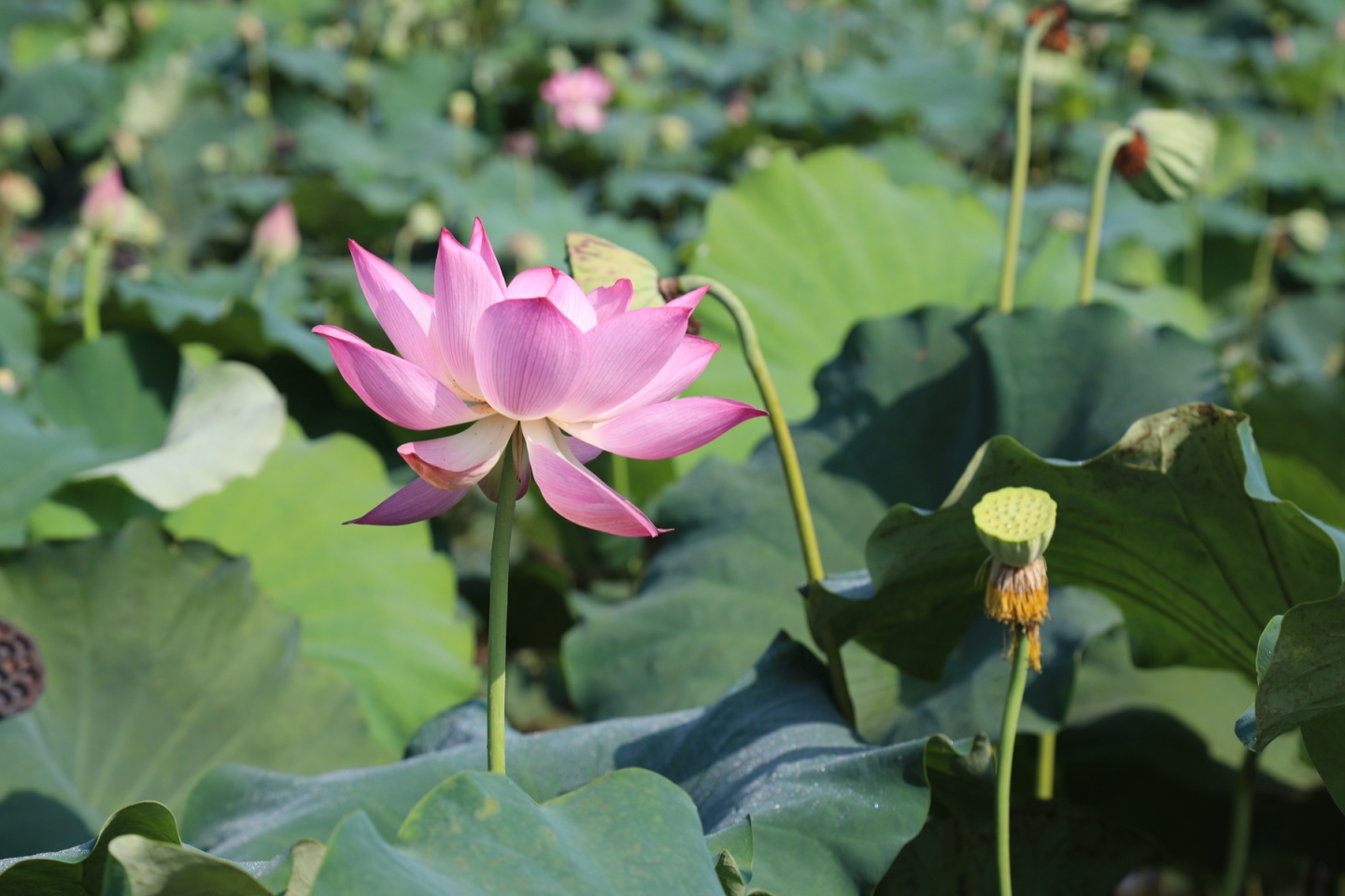 合江縣鳳鳴鎮(zhèn)：荷花開正艷，游客打卡忙 第 8 張