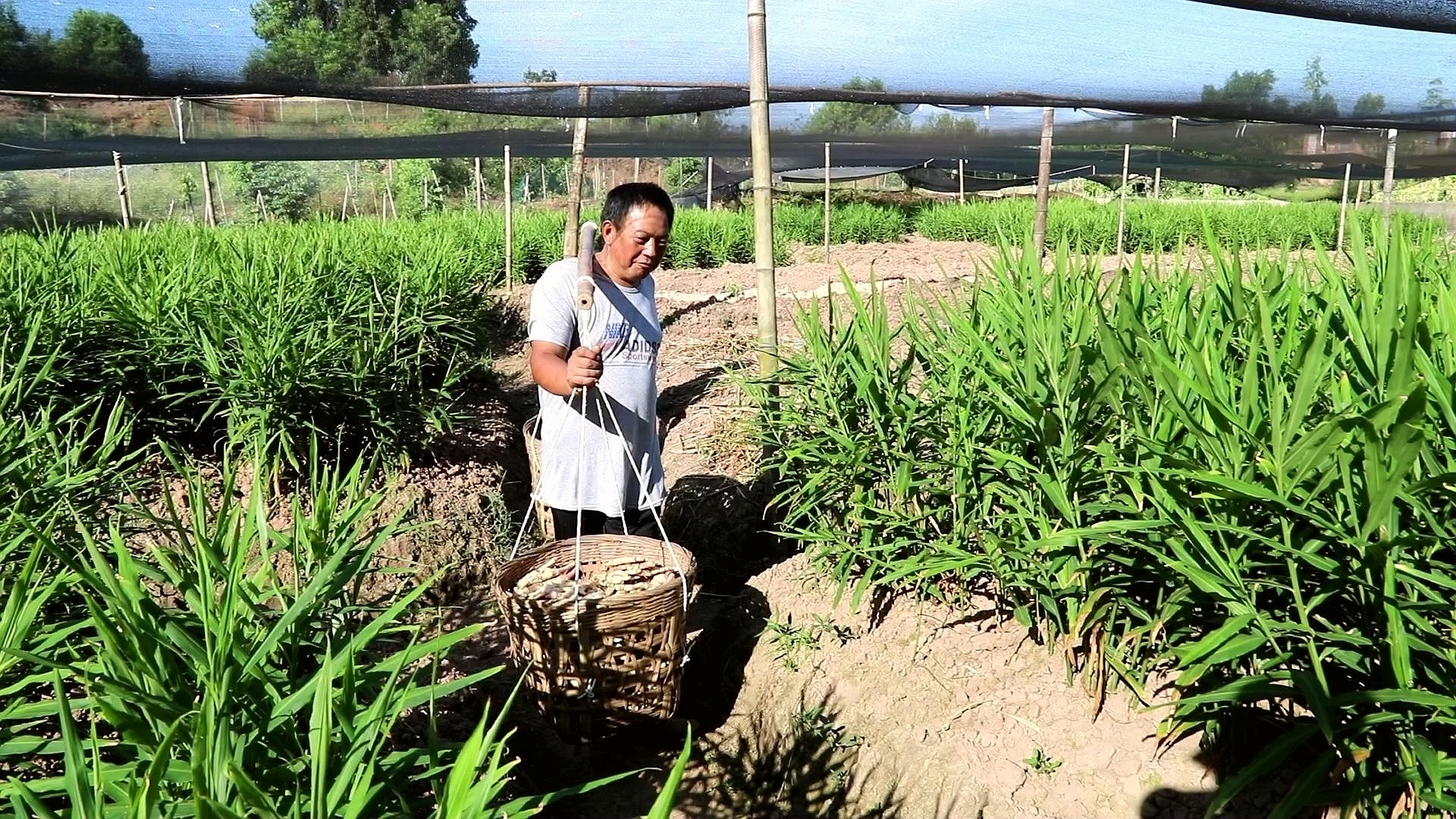 合江白米大白姜豐收啦,！ 第 2 張