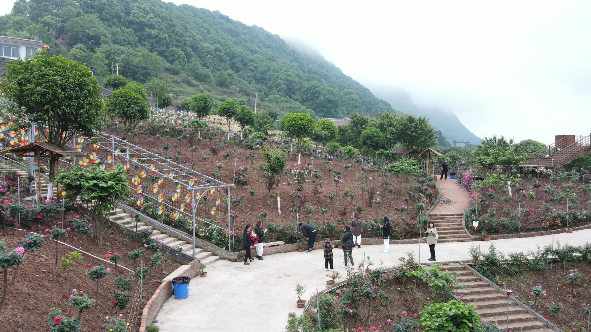 合江筆架山：城市后花園,，玫瑰花盛開 第 11 張