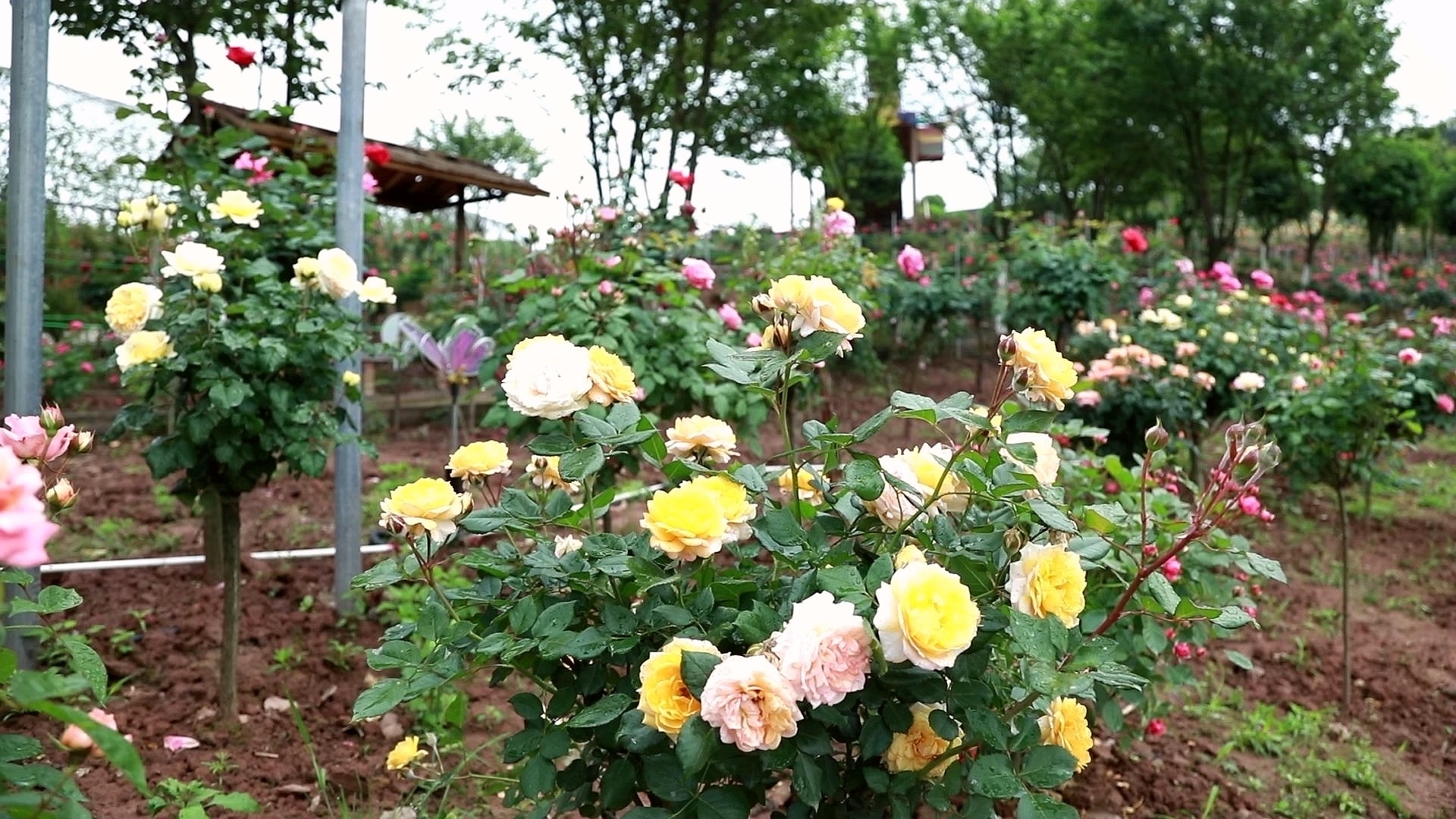 合江筆架山：城市后花園，玫瑰花盛開 第 1 張