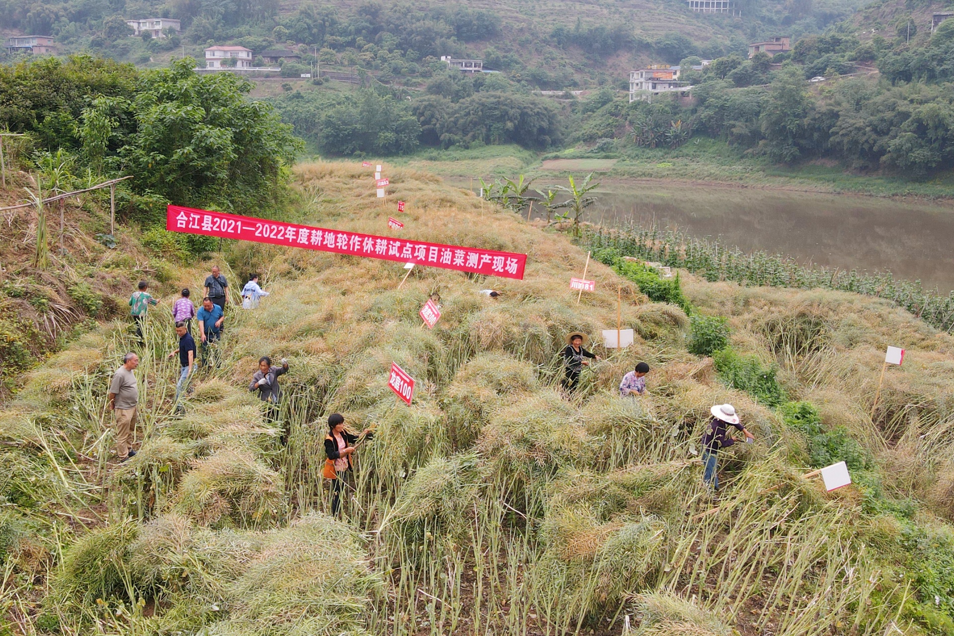 合江縣八萬畝油菜陸續(xù)迎來收割 第 1 張