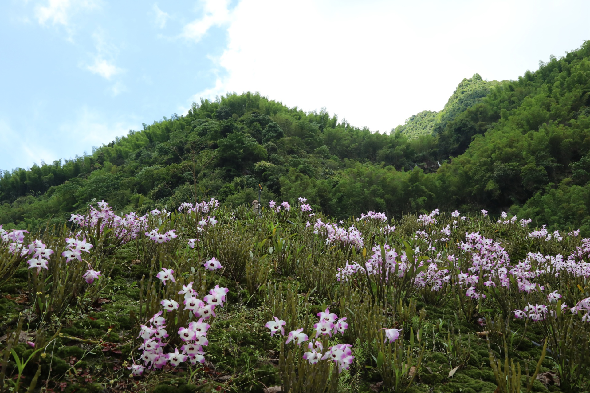 合江縣鳳鳴鎮(zhèn)：山間“石斛花”開出鄉(xiāng)村“致富經(jīng)” 第 1 張