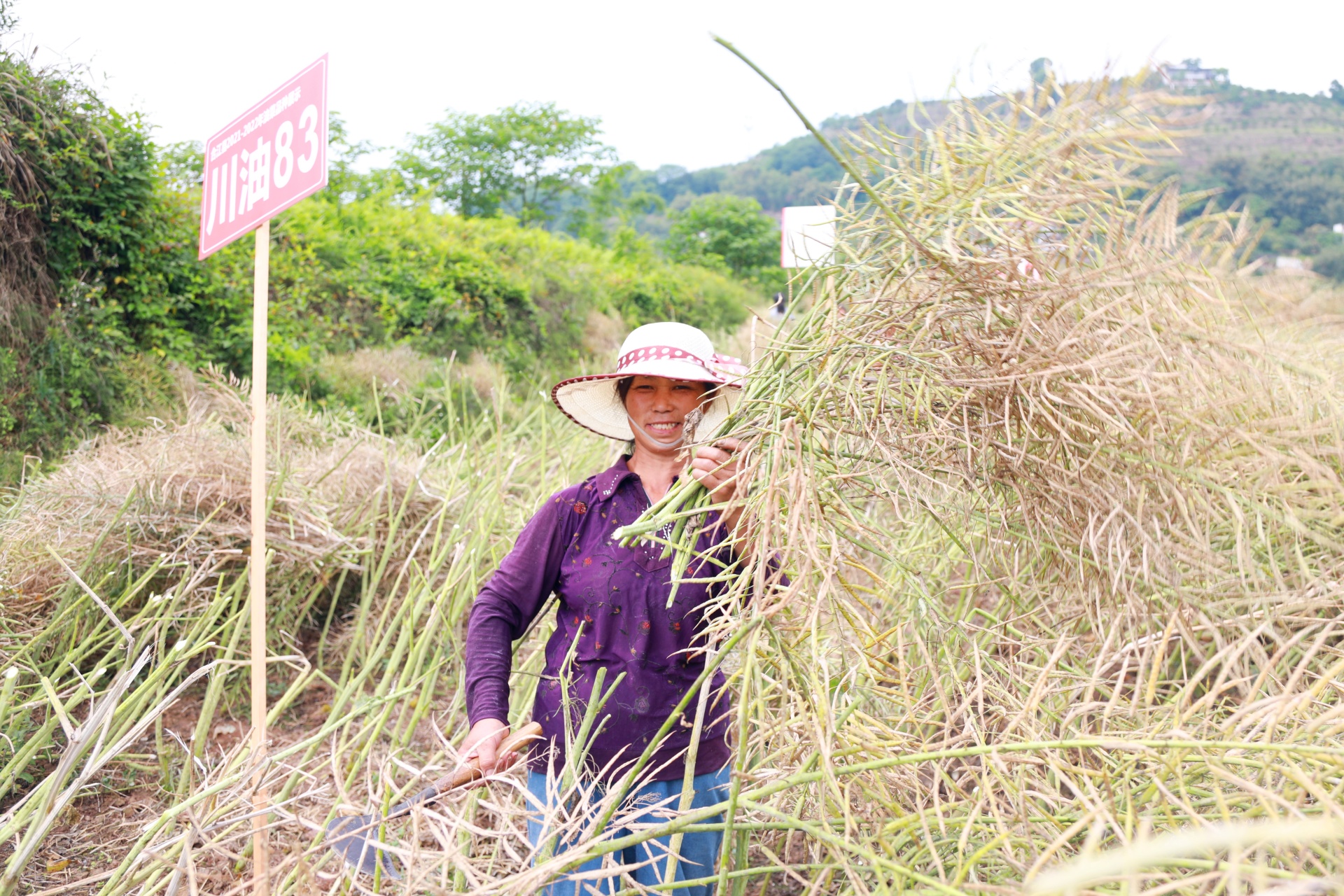 合江縣八萬畝油菜陸續(xù)迎來收割 第 2 張