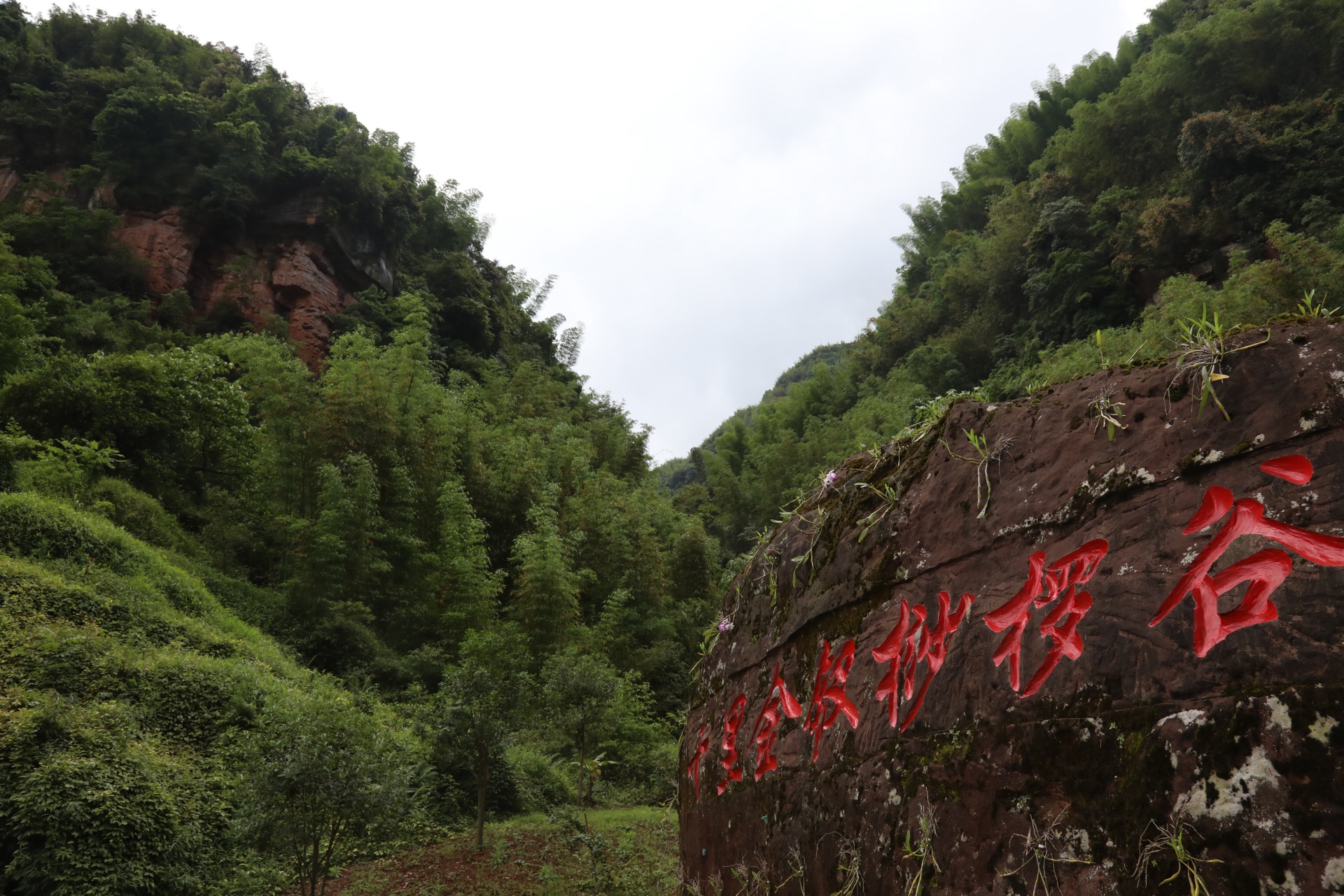 合江縣鳳鳴鎮(zhèn)：山間“石斛花”開出鄉(xiāng)村“致富經(jīng)” 第 2 張