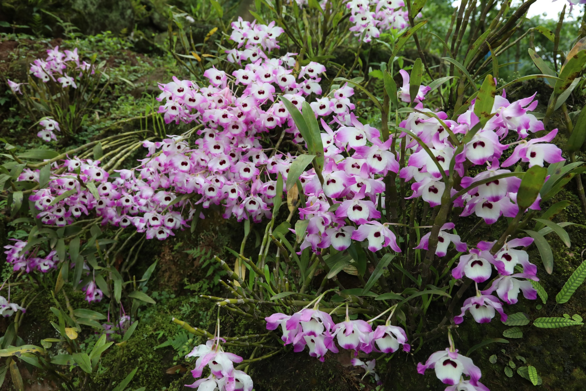 合江縣鳳鳴鎮(zhèn)：山間“石斛花”開出鄉(xiāng)村“致富經(jīng)” 第 7 張