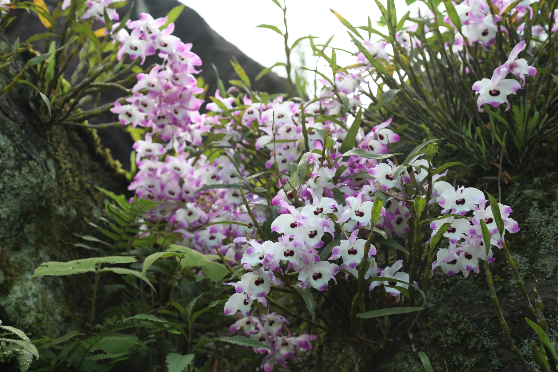 合江縣鳳鳴鎮(zhèn)：山間“石斛花”開出鄉(xiāng)村“致富經(jīng)” 第 8 張