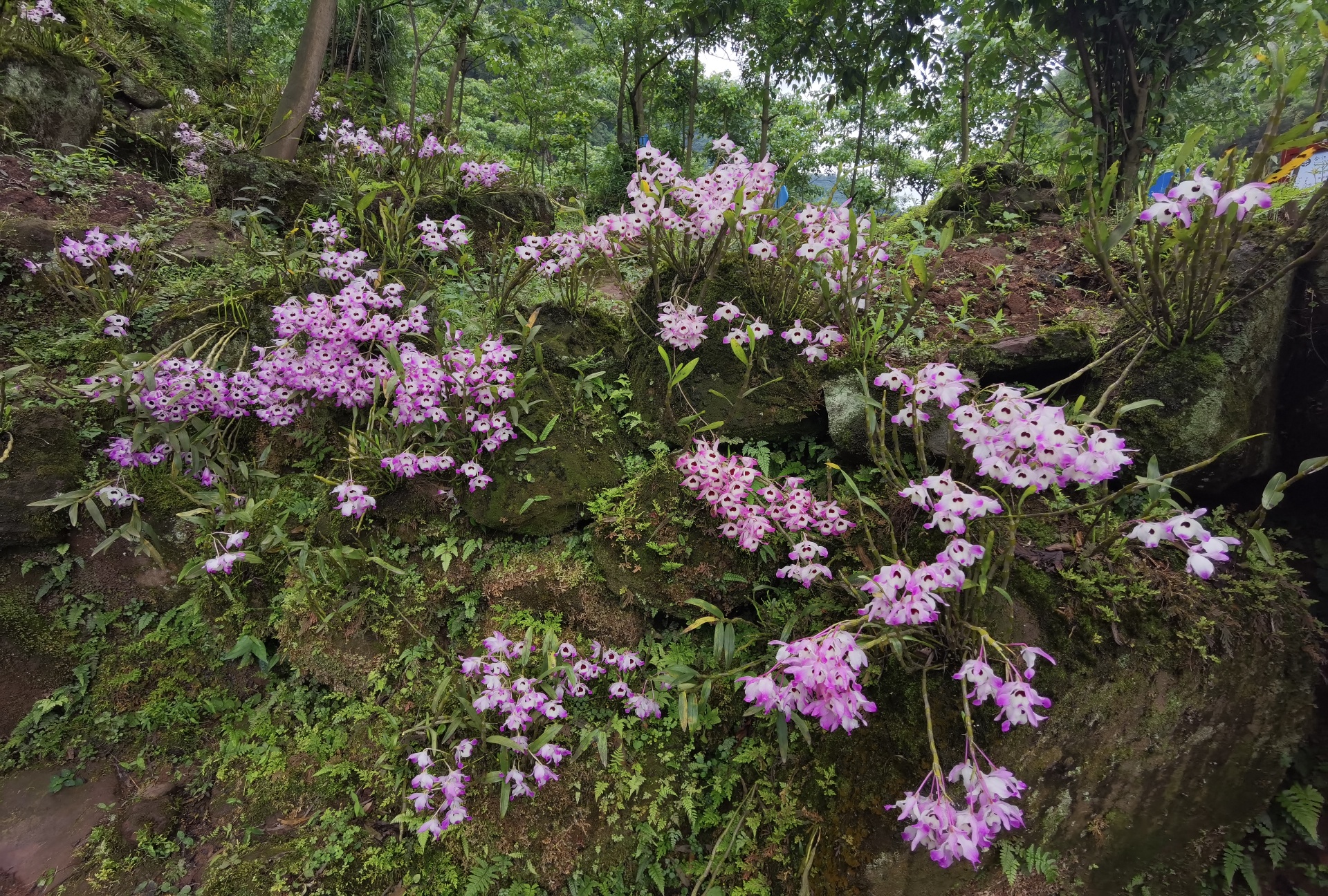 合江縣鳳鳴鎮(zhèn)：山間“石斛花”開出鄉(xiāng)村“致富經(jīng)” 第 9 張