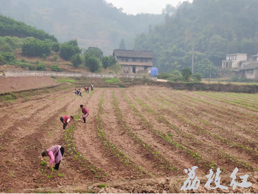 合江縣鳳鳴鎮(zhèn)搶抓農(nóng)時,，抓早抓好蓄水備耕 