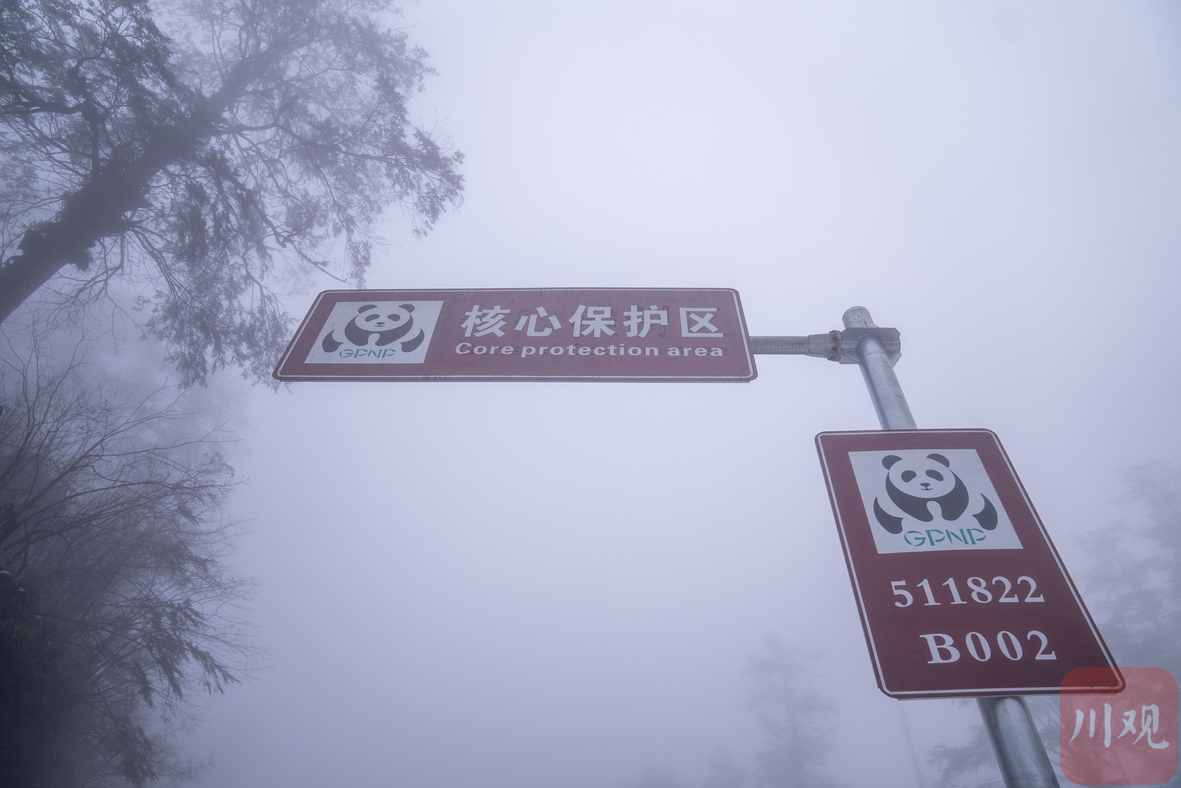 國家公園蹲點(diǎn)記①丨在這里,，大熊貓和它的朋友越來越多了 第 2 張