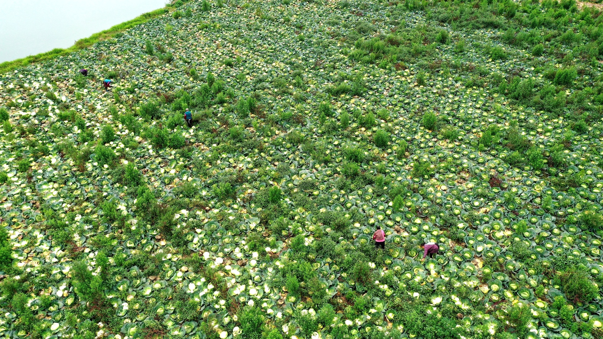 四川合江：供應(yīng)川渝“菜籃子”，蓮花白新鮮上市 第 4 張