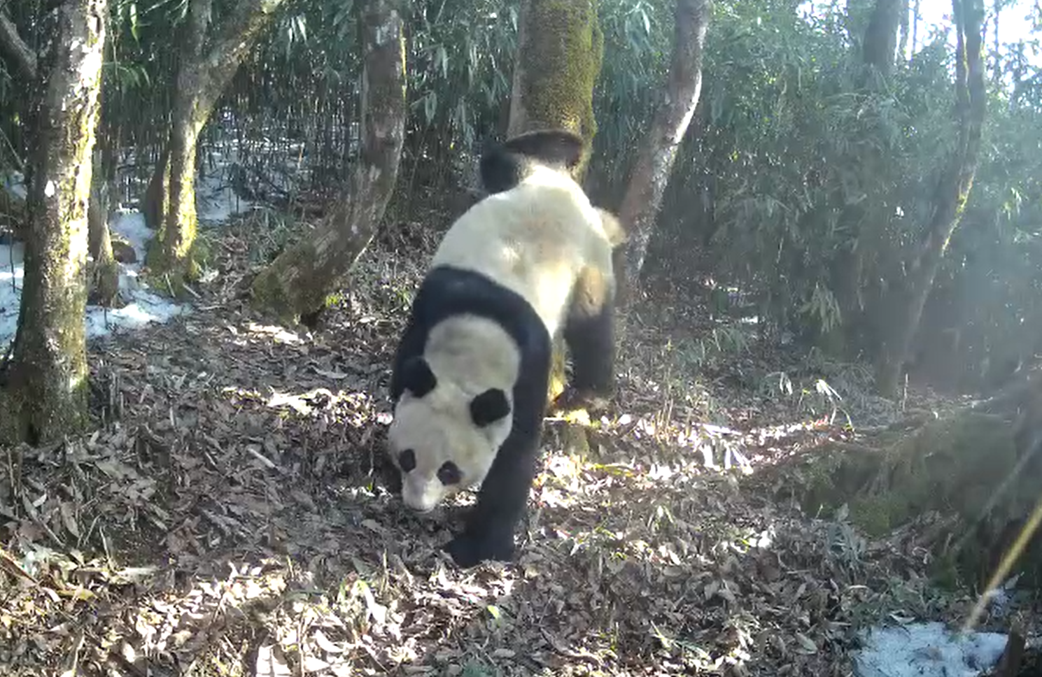 國家公園蹲點(diǎn)記①丨在這里，大熊貓和它的朋友越來越多了 第 4 張