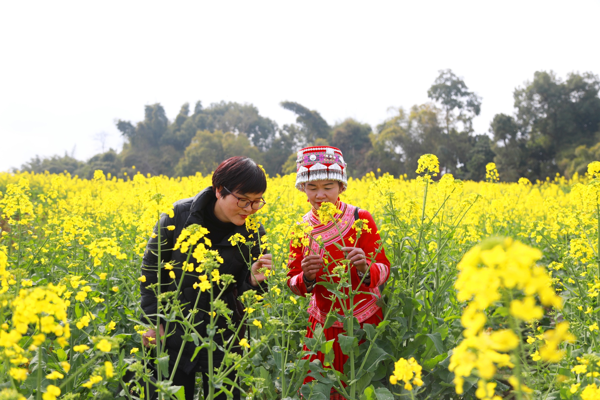  信息速遞 合江：油菜花開春意濃,，鄉(xiāng)村振興入畫來 第 2 張