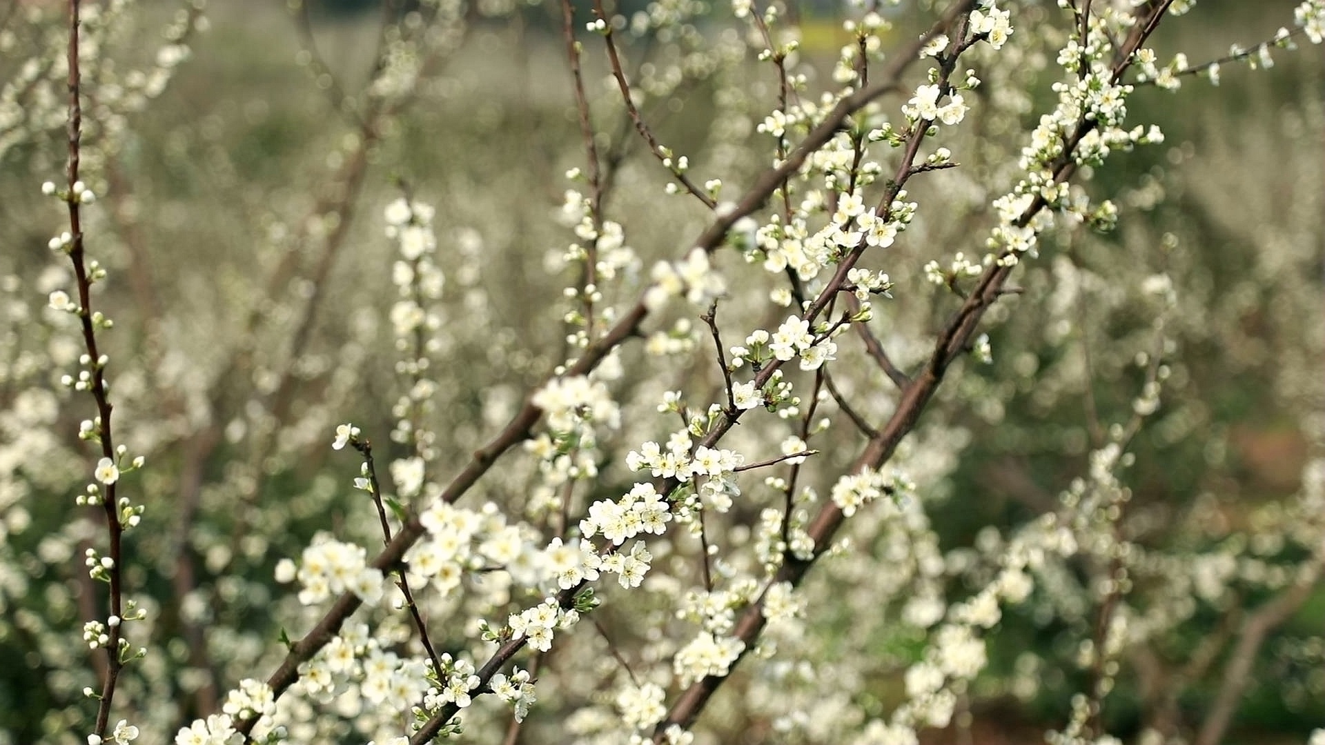 合江：李花迎春綻枝頭 第 1 張