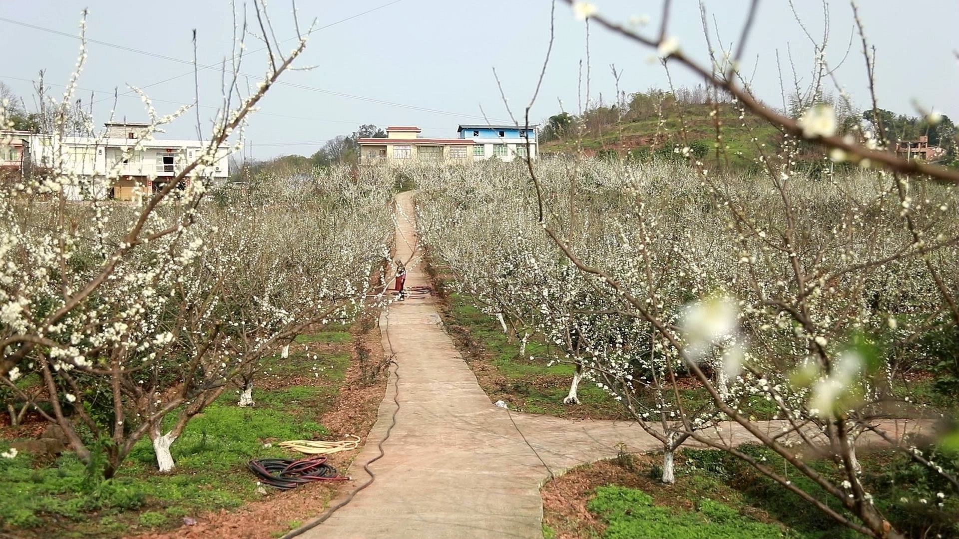 合江：李花迎春綻枝頭 第 7 張