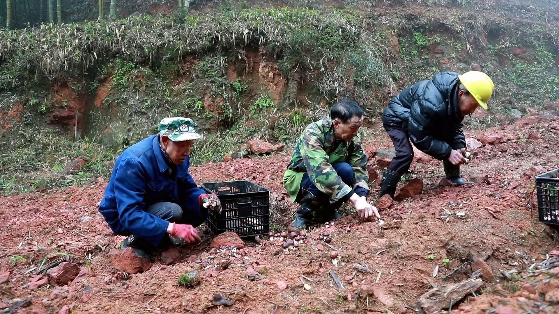 合江：赤松茸肉片湯，鮮美春滋味 第 3 張