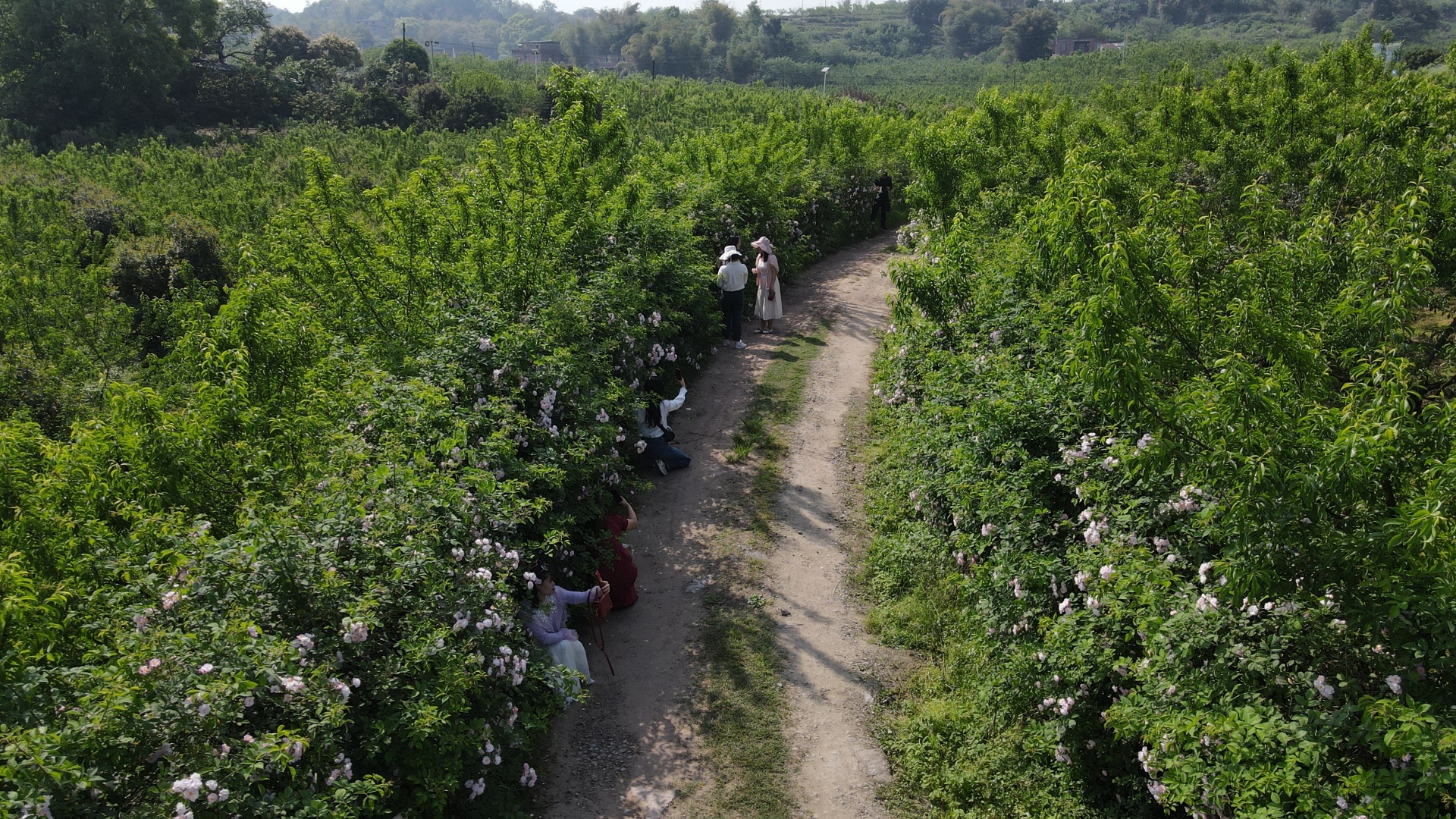 合江：薔薇花開春爛漫 第 1 張