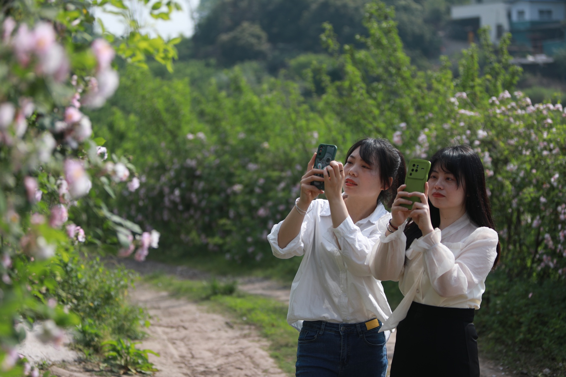 合江：薔薇花開春爛漫 第 2 張