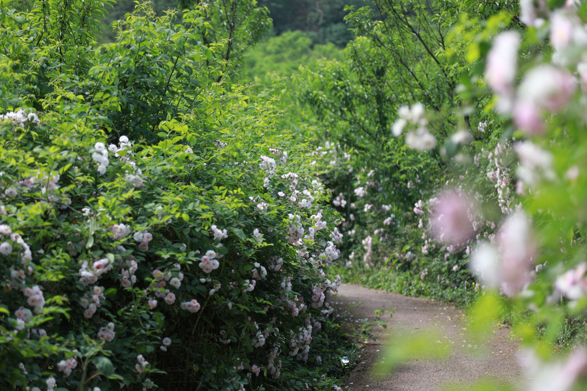 合江：薔薇花開春爛漫 第 4 張