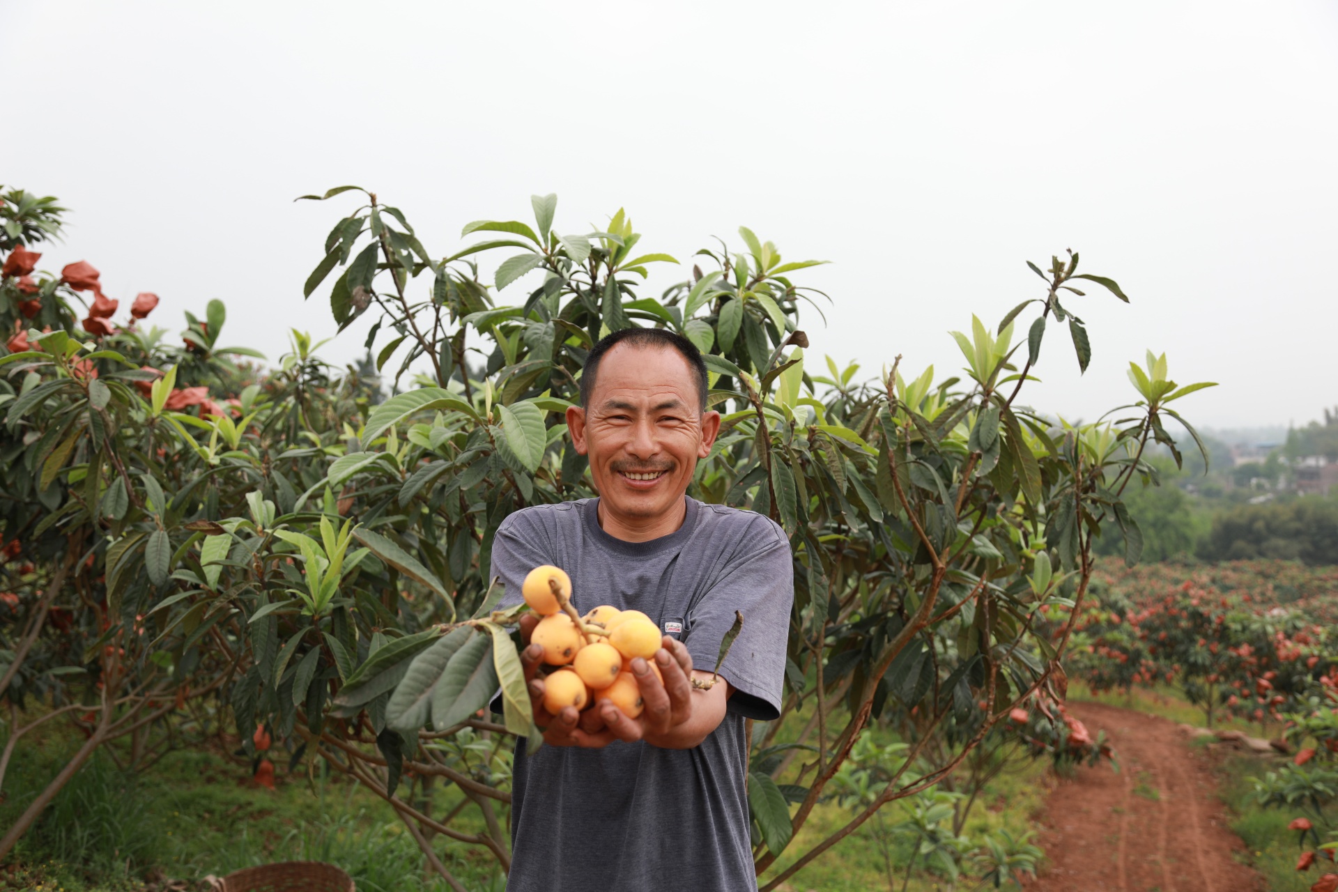 合江縣：枇杷上市,，綠色循環(huán)種養(yǎng)鼓起村民錢(qián)袋子 第 2 張