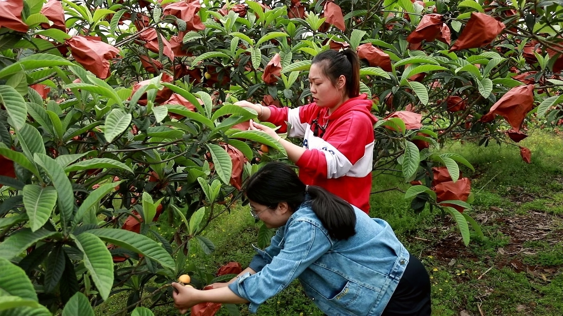 合江縣：枇杷上市，綠色循環(huán)種養(yǎng)鼓起村民錢(qián)袋子 第 6 張