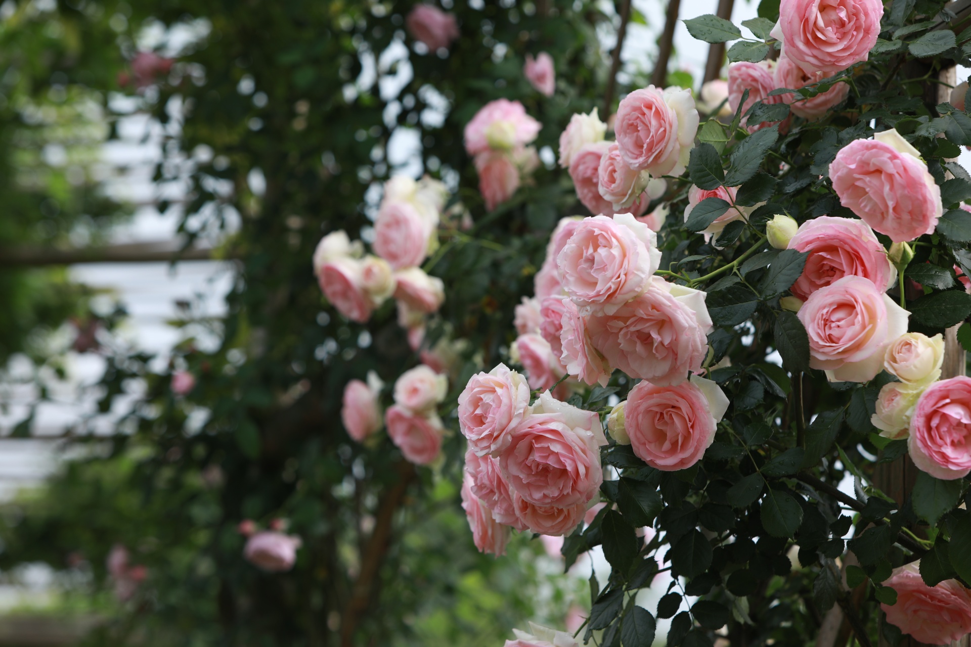 合江忠孝佛手園：月季花開,，姹紫嫣紅入畫來 第 3 張