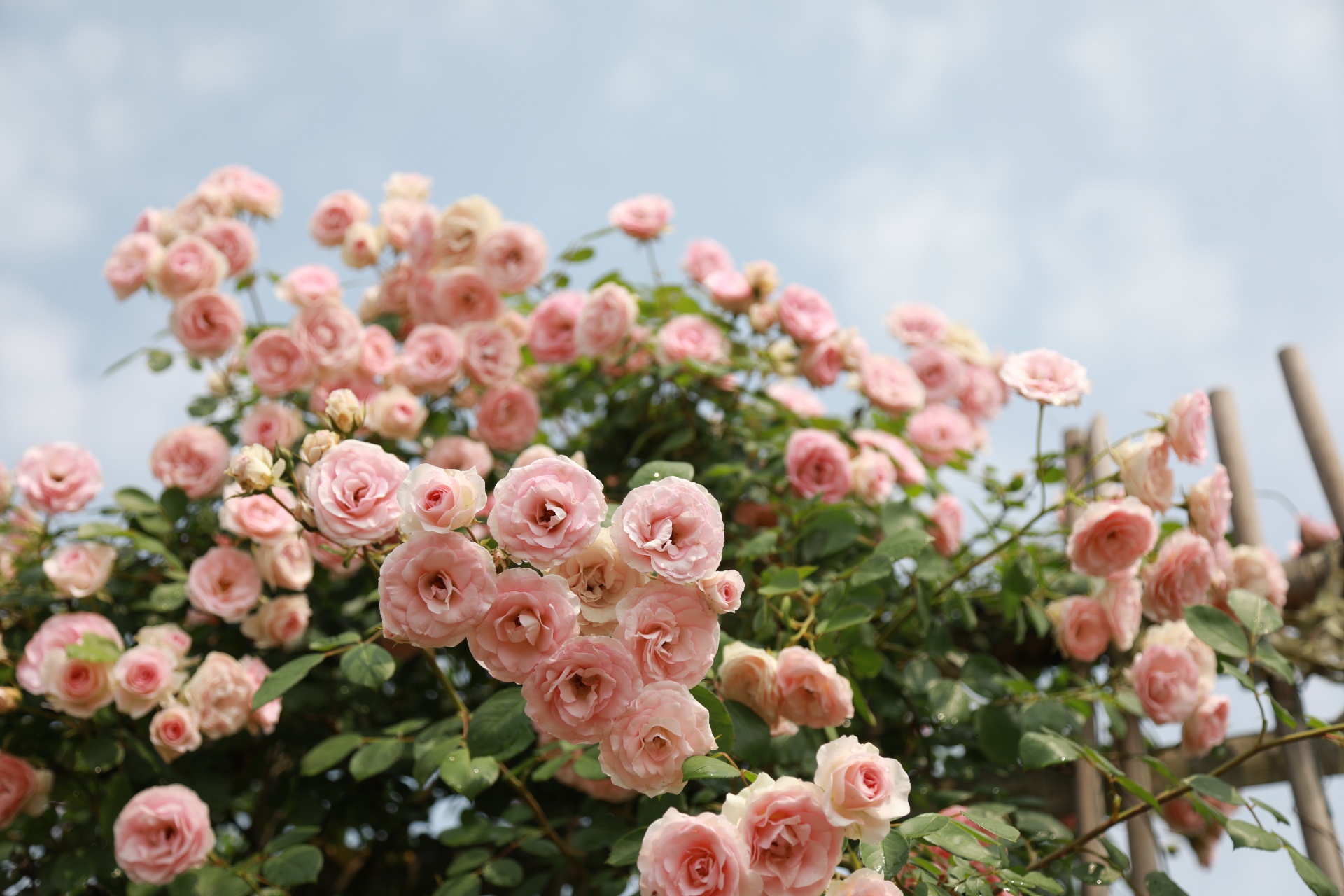 合江忠孝佛手園：月季花開,，姹紫嫣紅入畫來 第 6 張