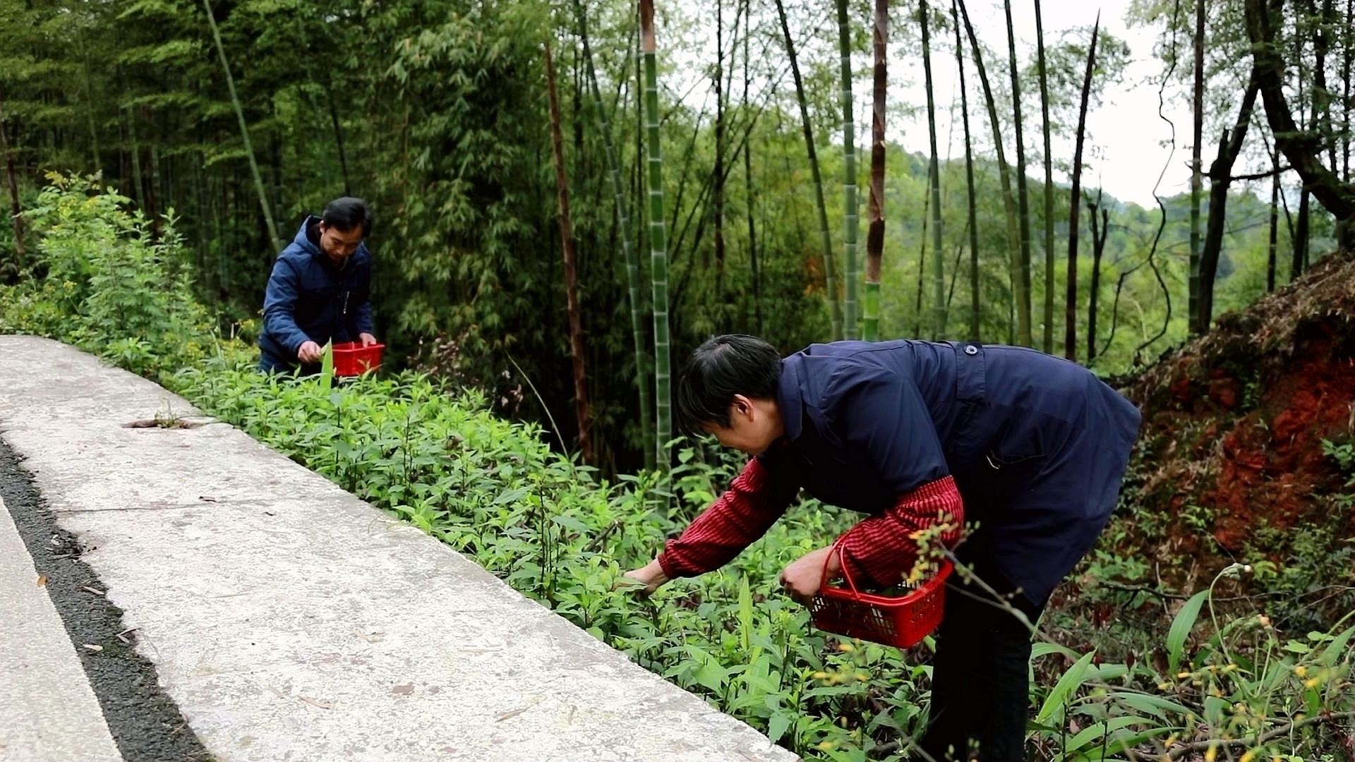 合江縣：小炒柴胡，春日好滋味 第 2 張