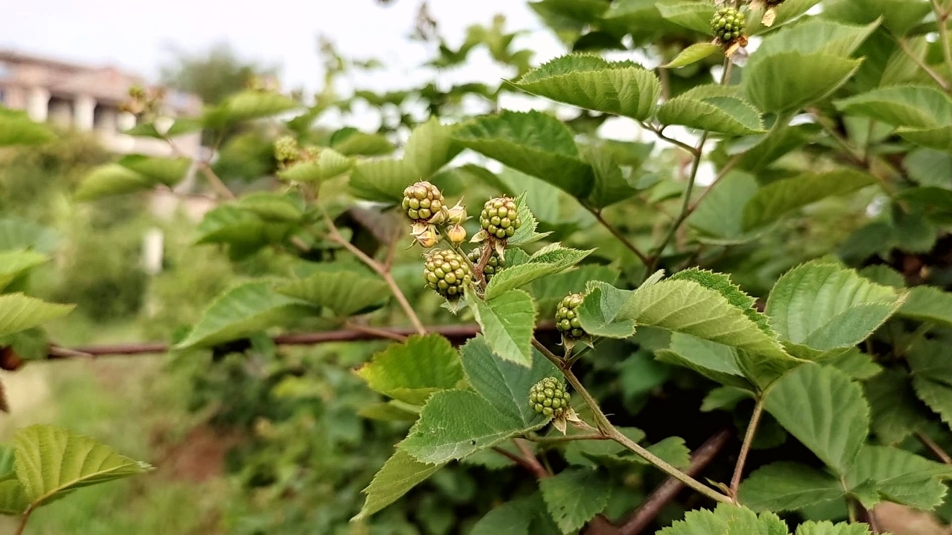 四川合江： 樹莓開出幸福花 第 7 張